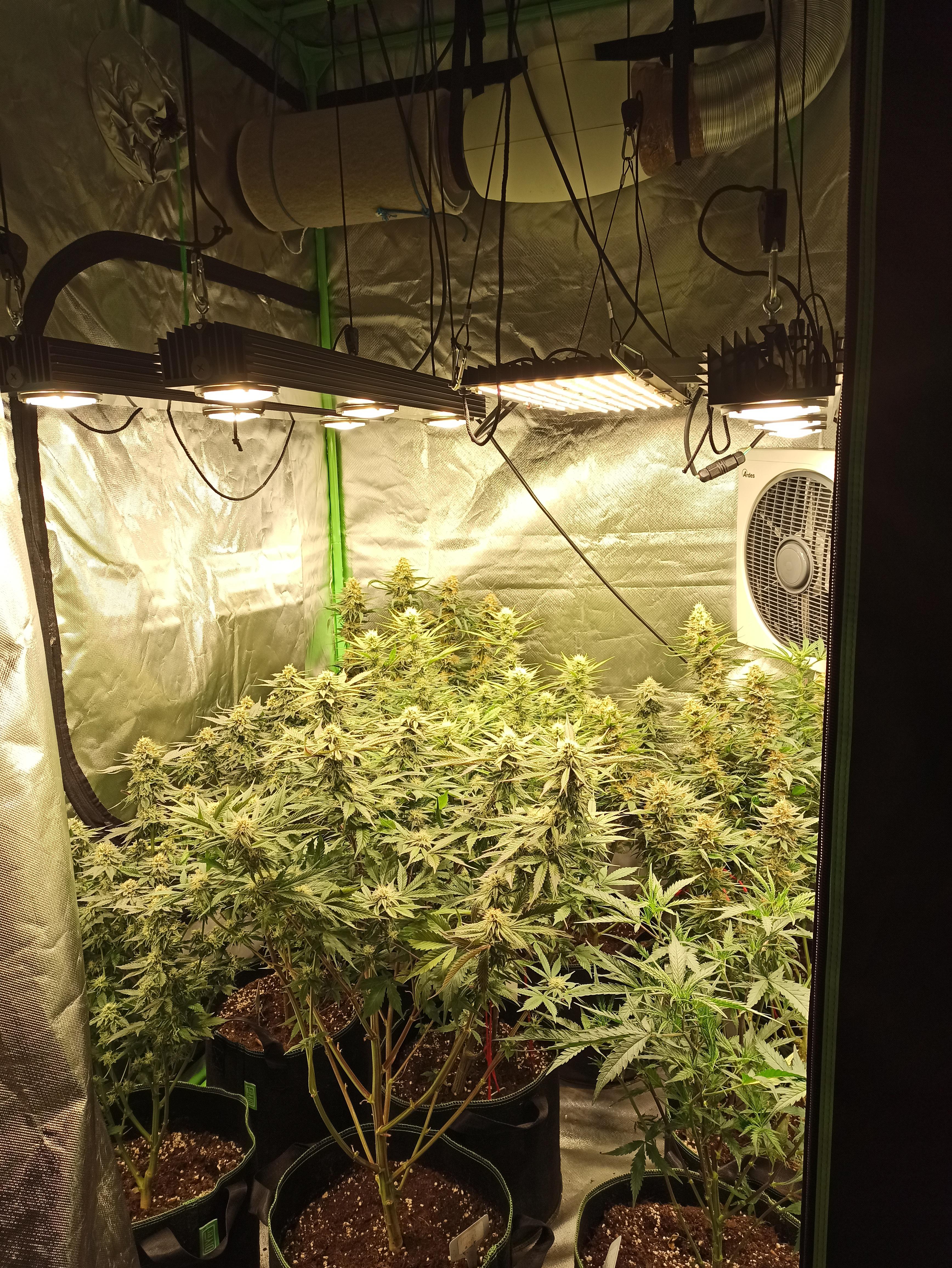 Perpetual grow 9 plants in the flower tent + 1 veg tent + 1 tent for