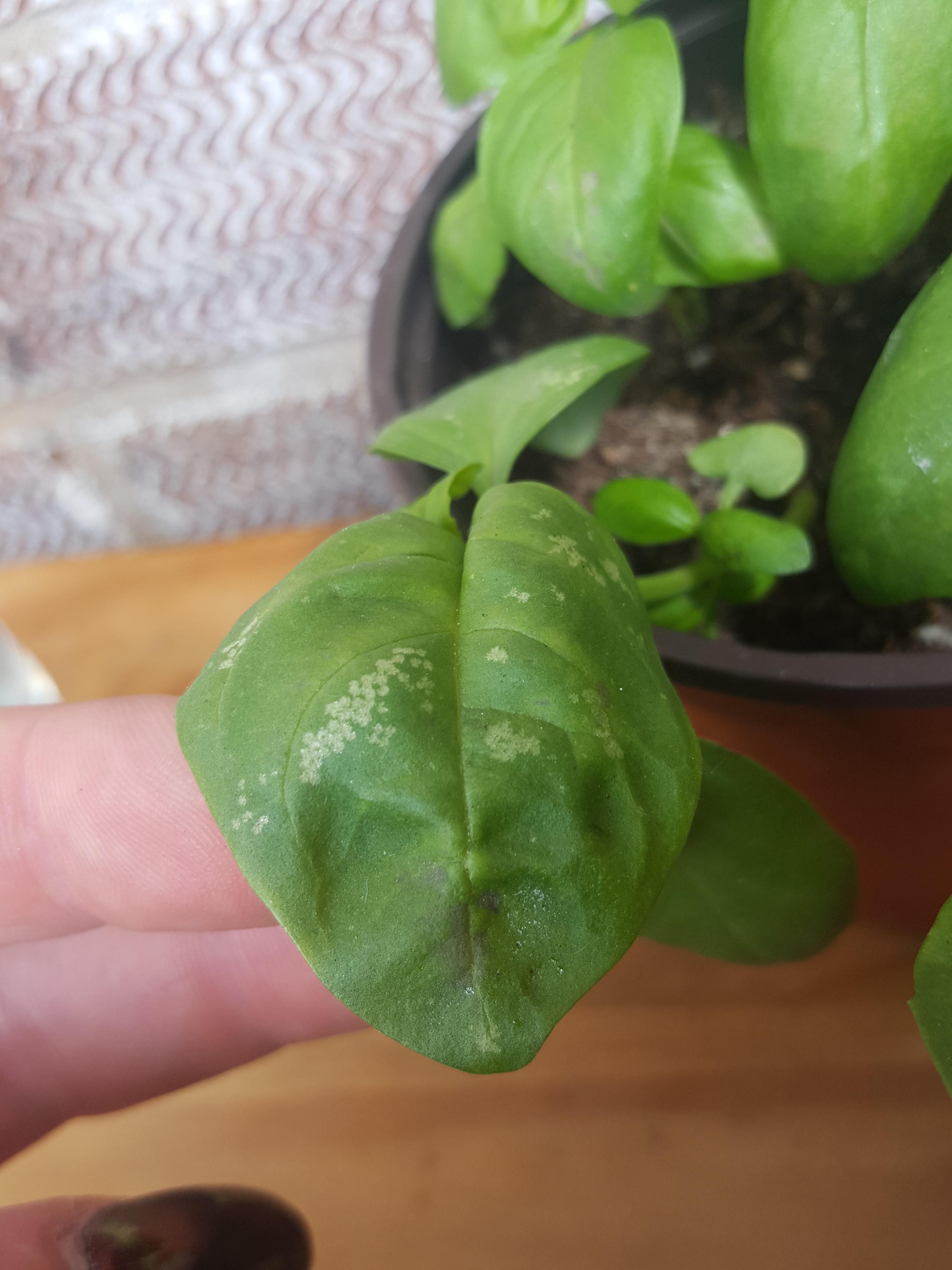 White spots on my basil leaves. Does anybody know what they are? r
