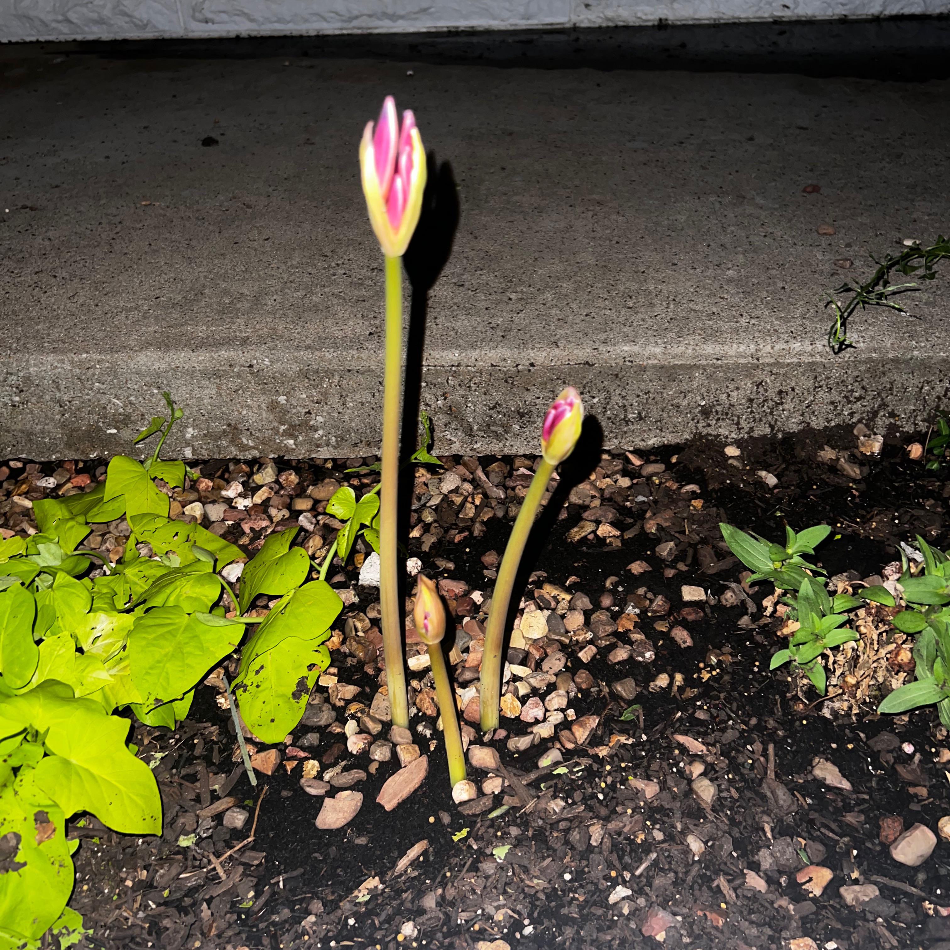 Mystery flower growing in my flower bed! I moved in here a couple