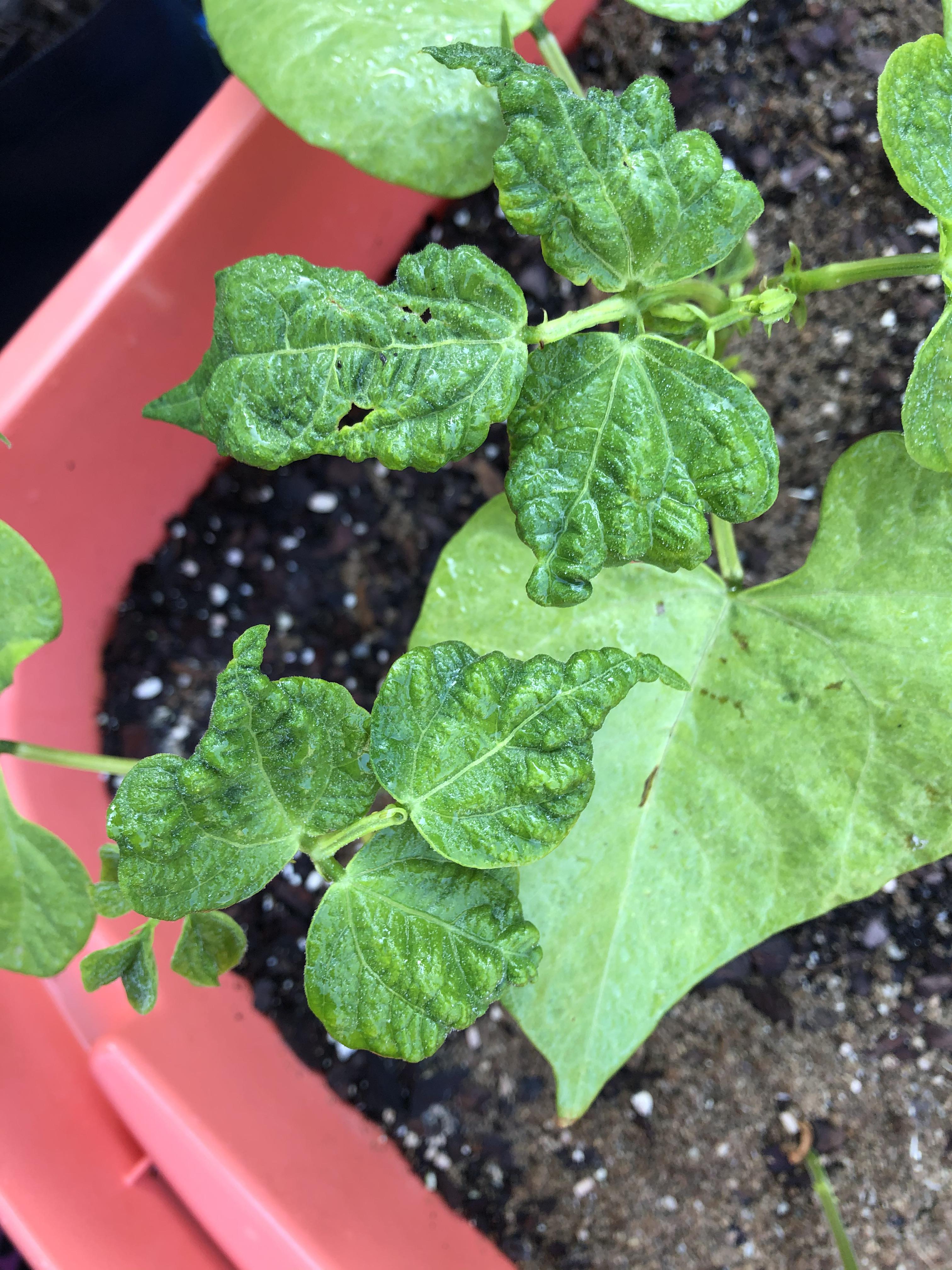 My new bush bean growth shows wrinkled leaves. Is this disease? Variety