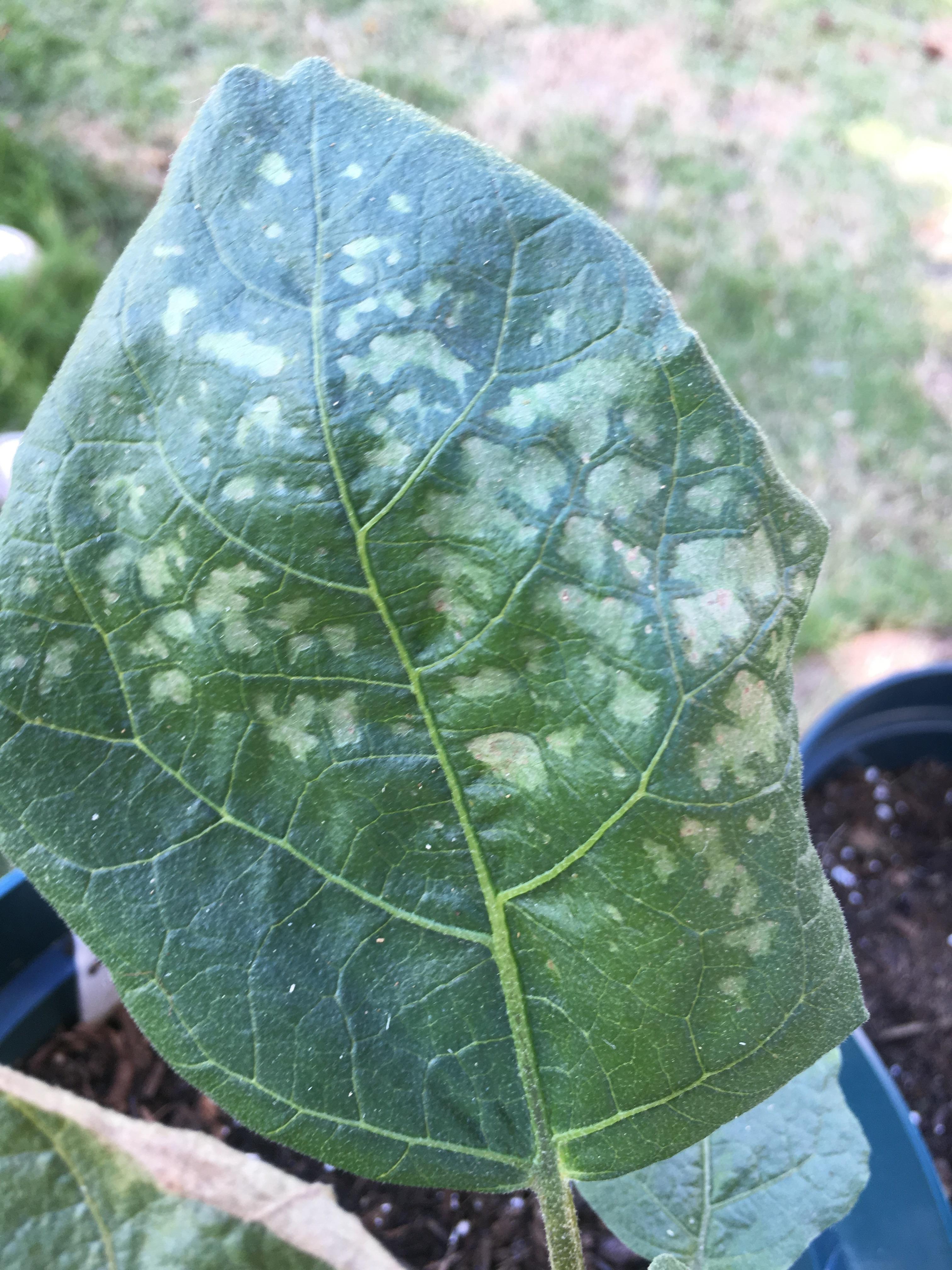 What’s going on with my eggplant leaves? r/gardening