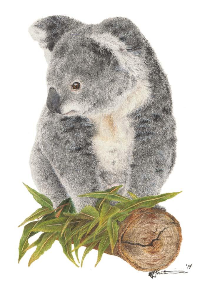 Koala, Color Pencil, 5x7" r/Art