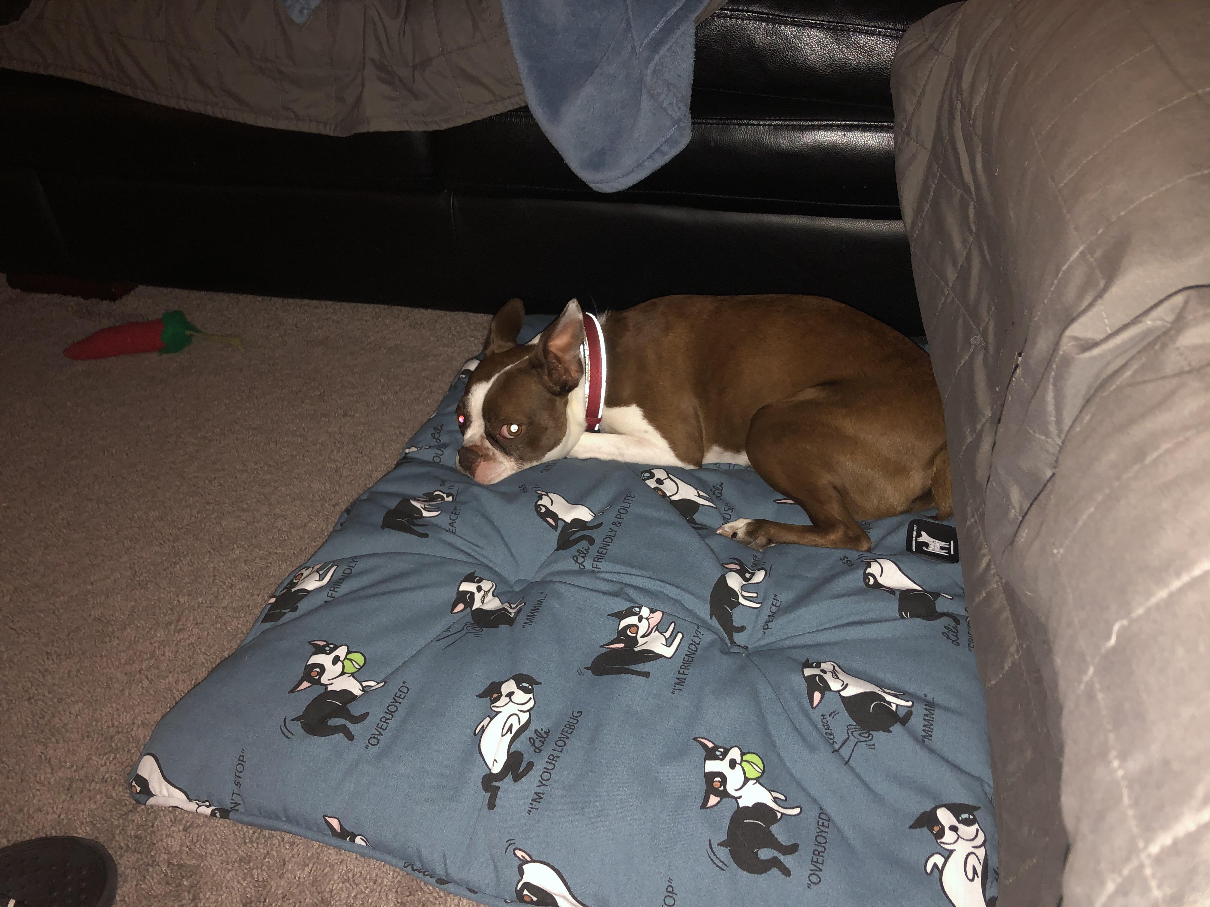 A Boston on a Boston Dog Bed r/BostonTerrier