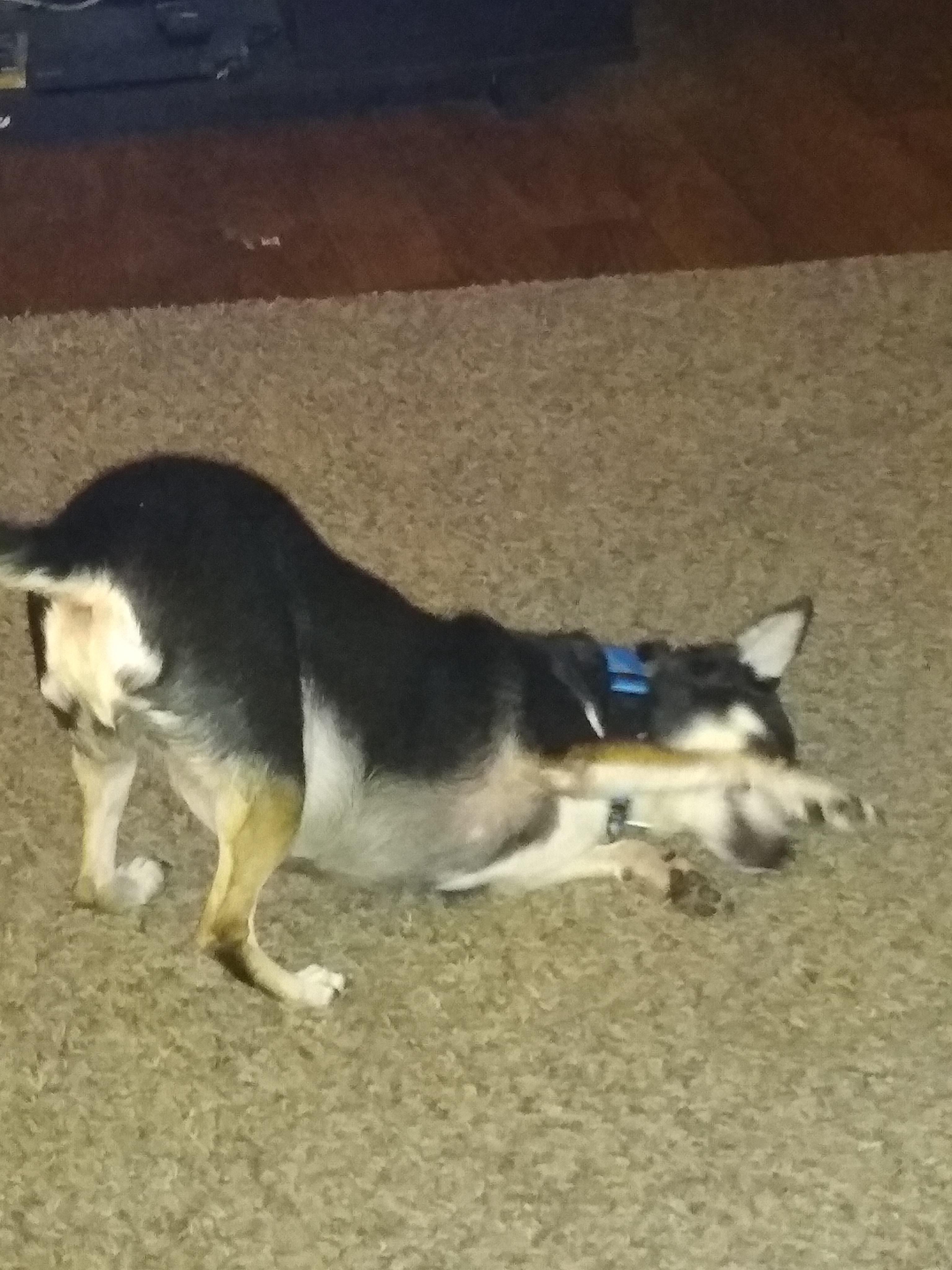 Scratching her face r/lookatmydog