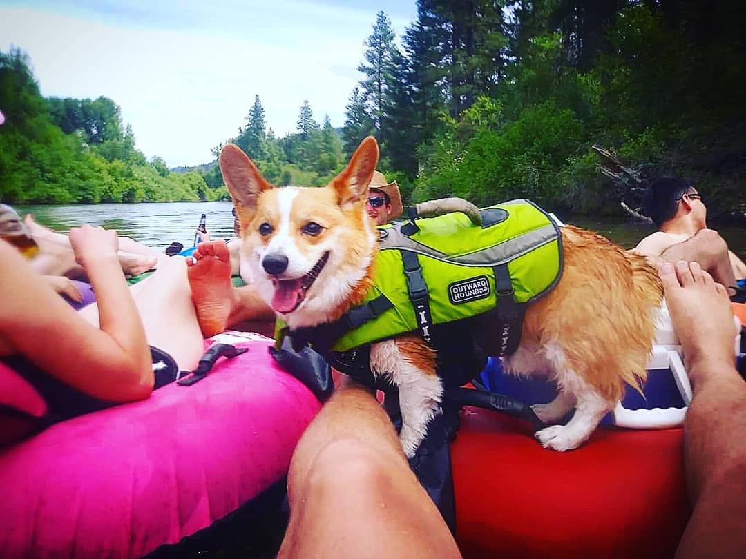 Went tubing with my Sneakers. He's a terrible swimmer. Thank Dog