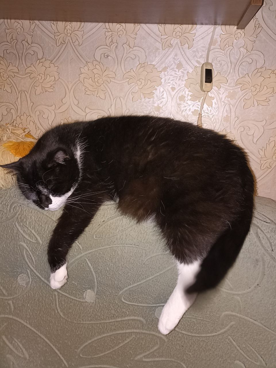 You are not asleep? But in vain. Very useful r/cats