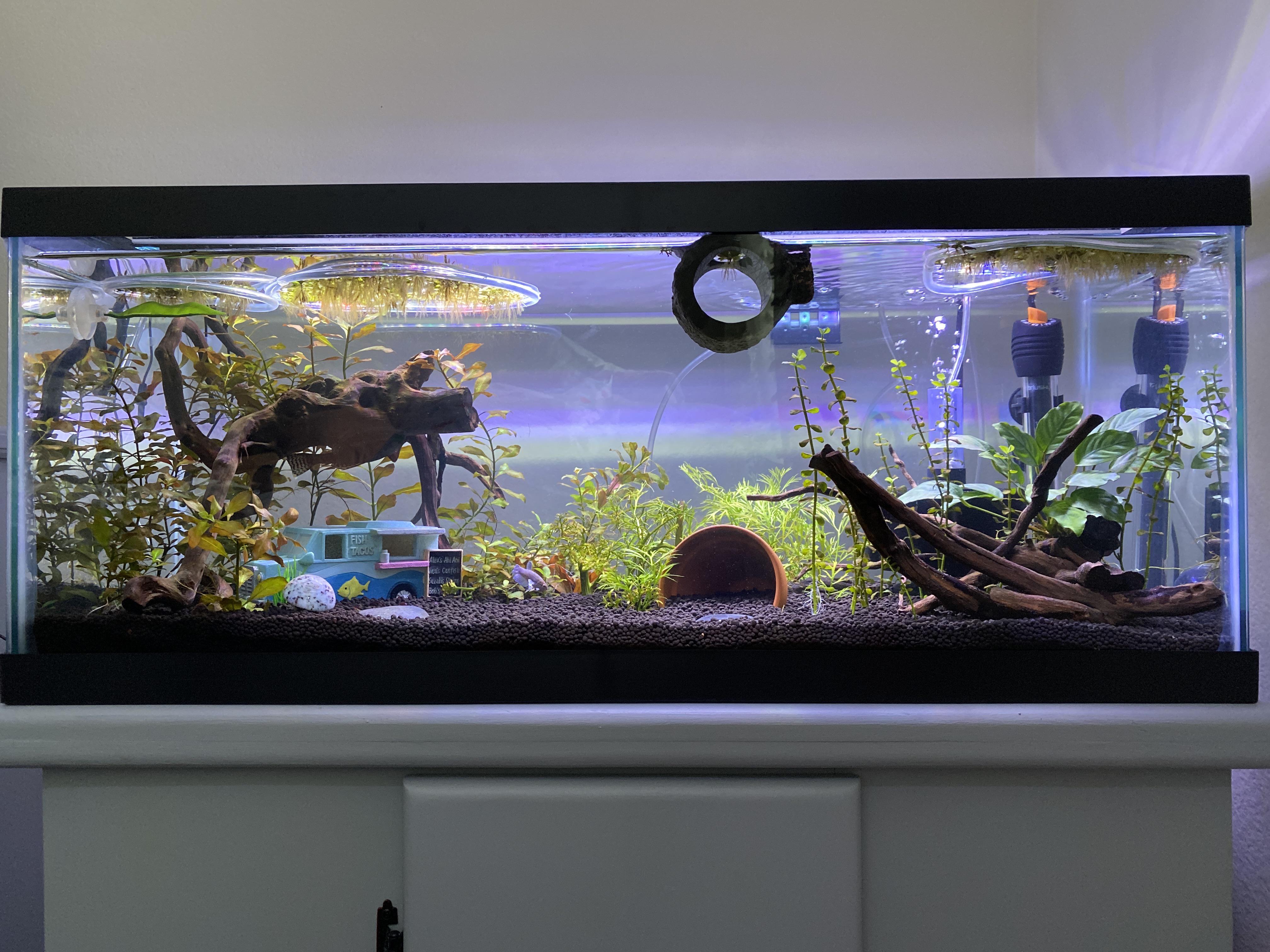 I just added a female betta into my 20 gallon L fish tank which