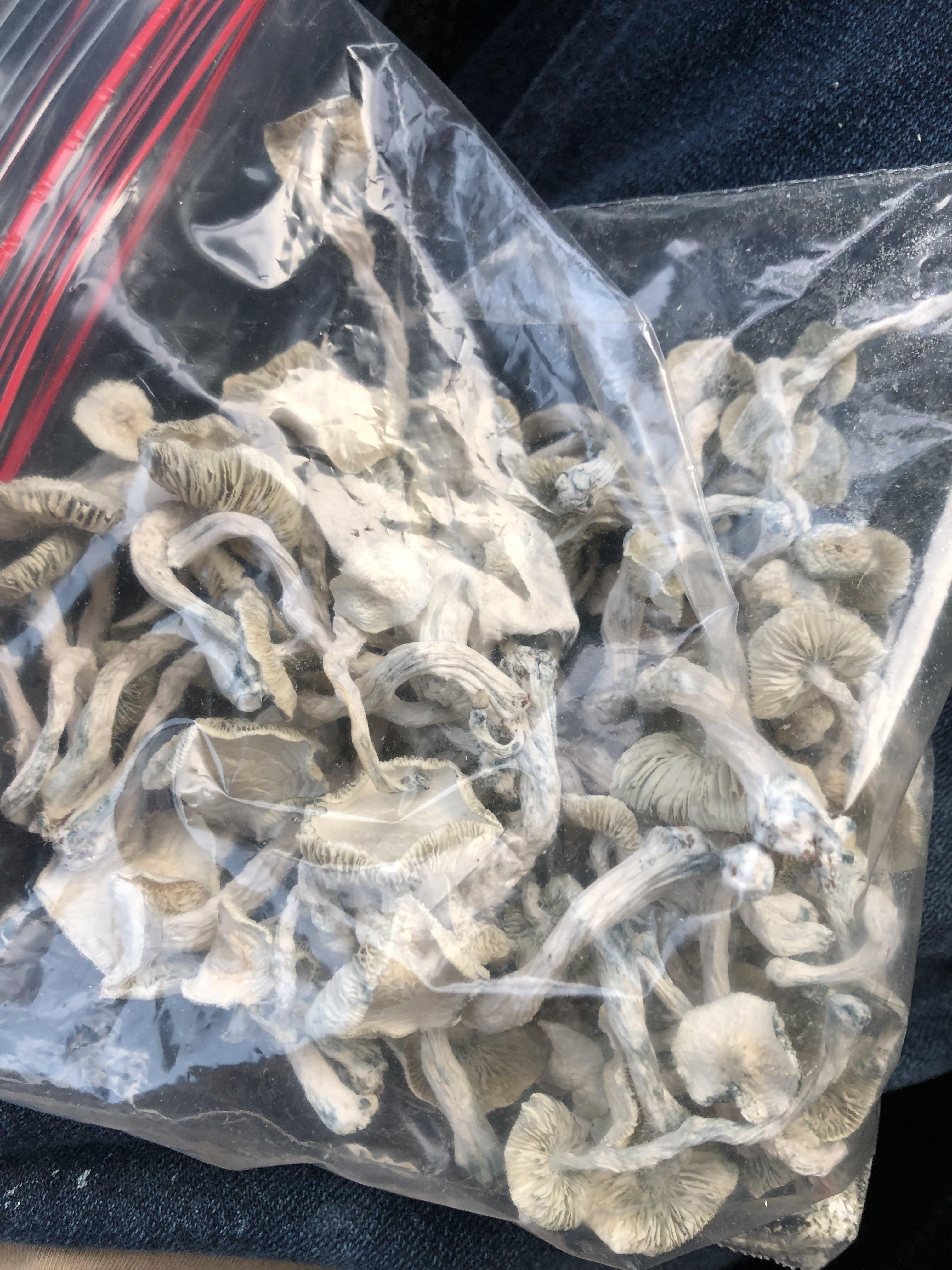 Bag of some shrooms all I need to get lit r/shrooms