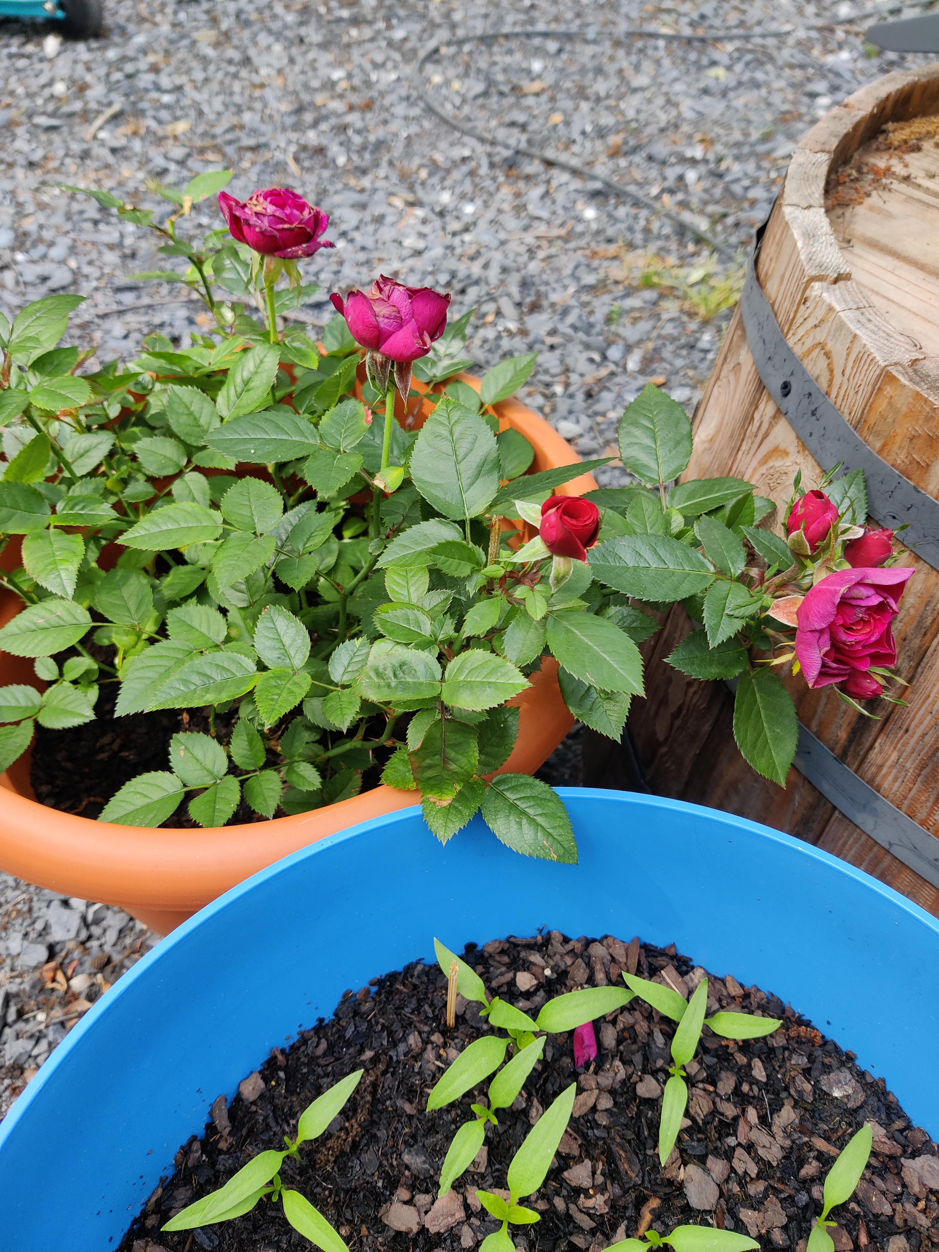 Help with dingy roses r/gardening