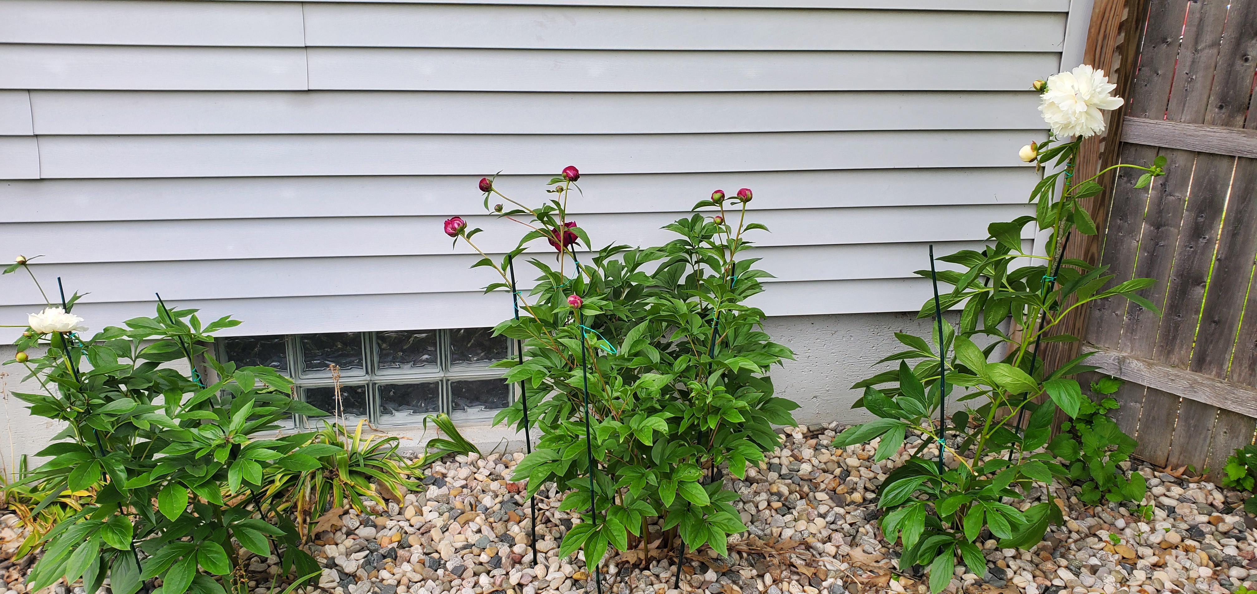 Peonies started to bloom! Its not much, but for someone who typically