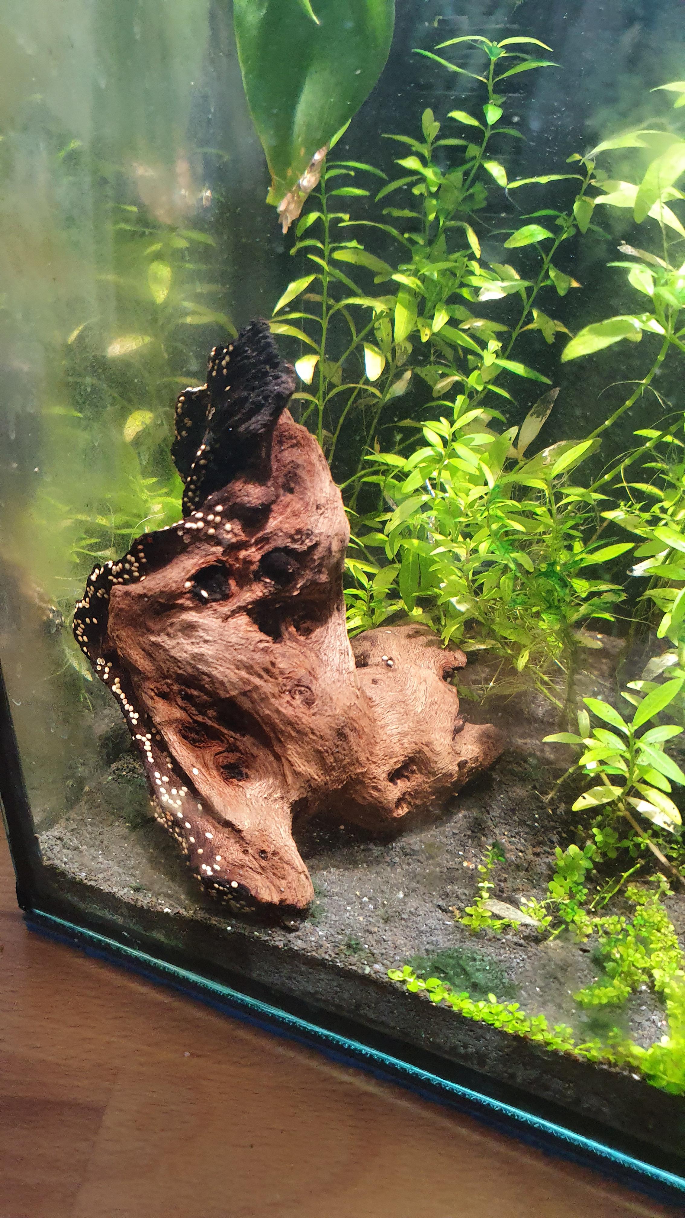 The wood in my aquarium is a particularly joyful fellow. r/Paradoliea