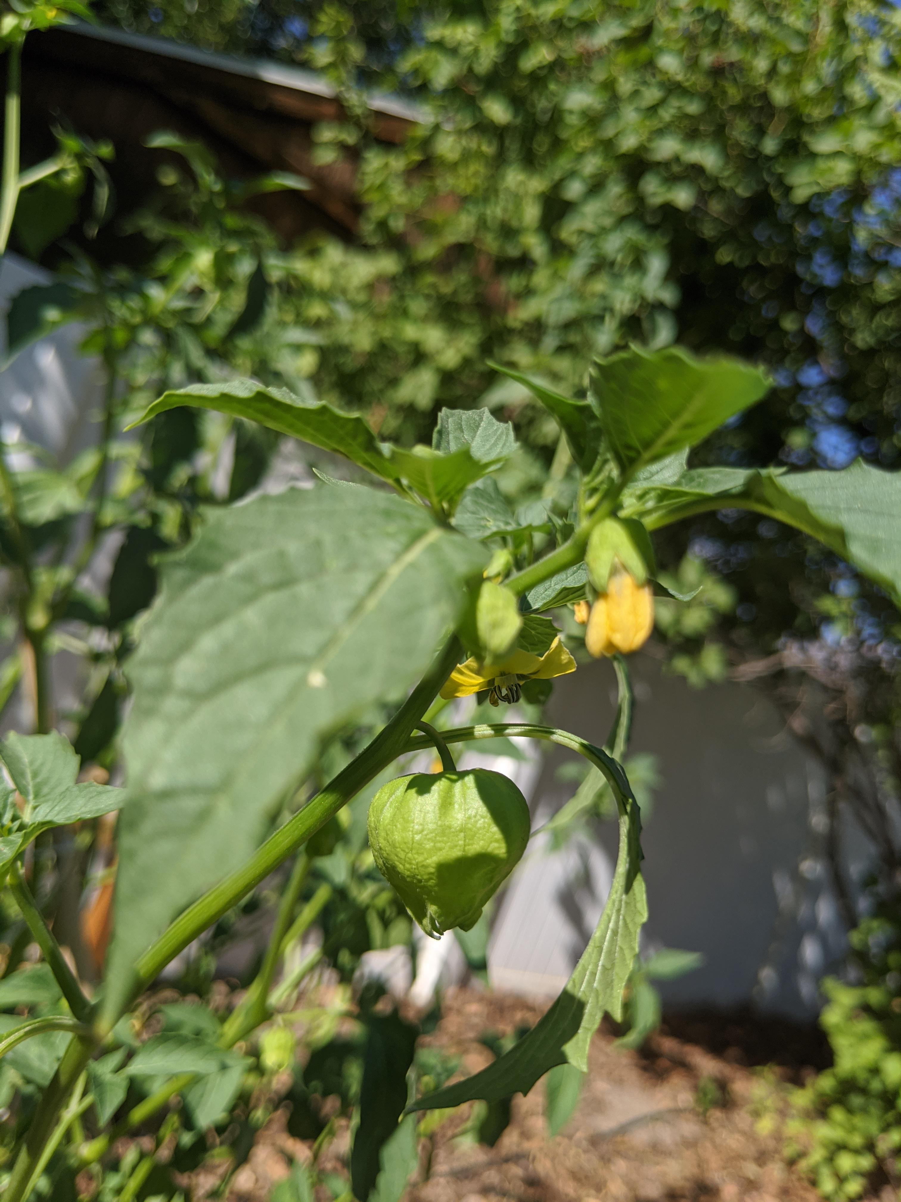 Baby tomatillos look like Chinese lanters r/vegetablegardening