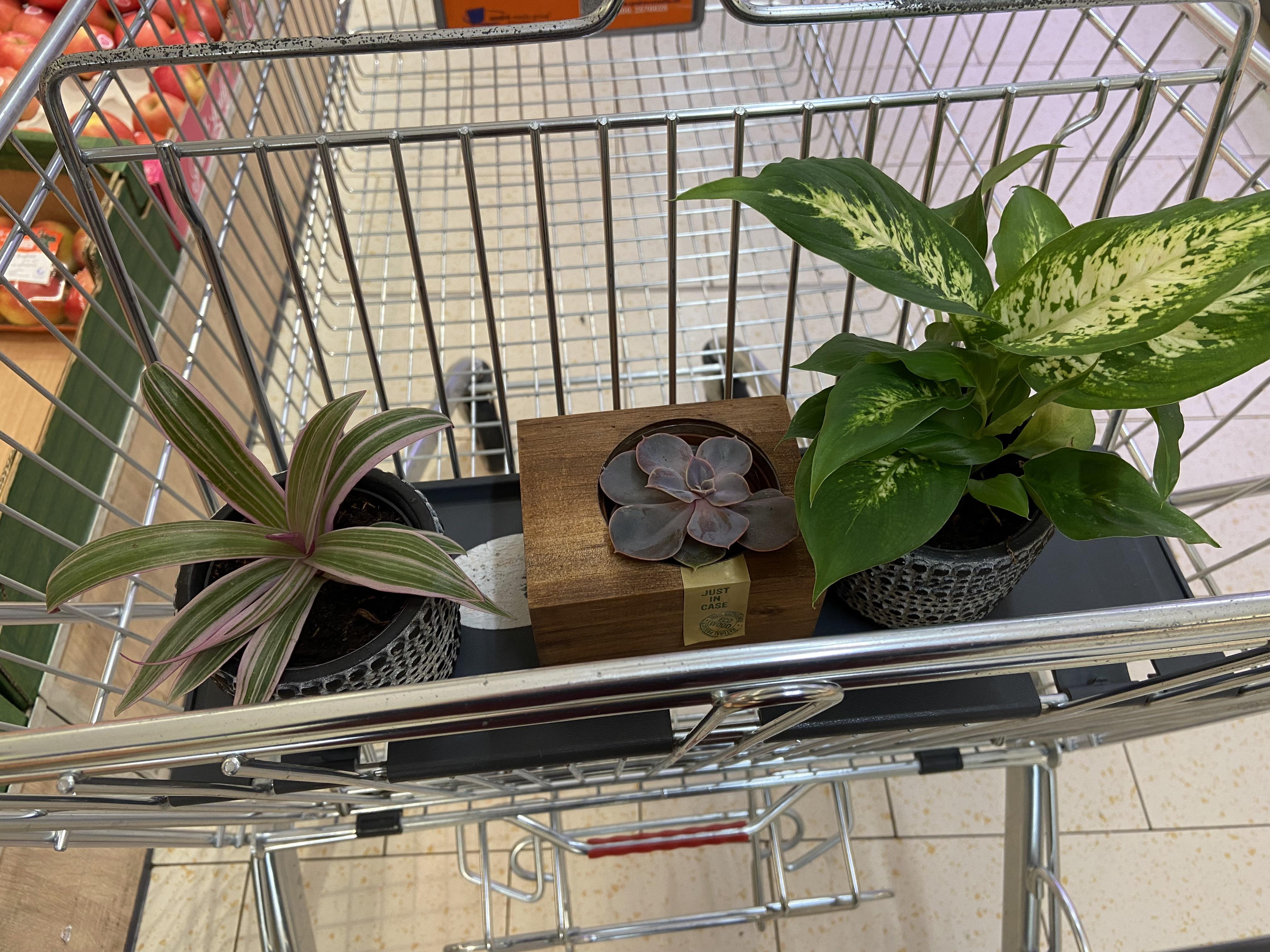 When Lidl has new plants every other week… I know I have a problem! Only 10€ all together.. r