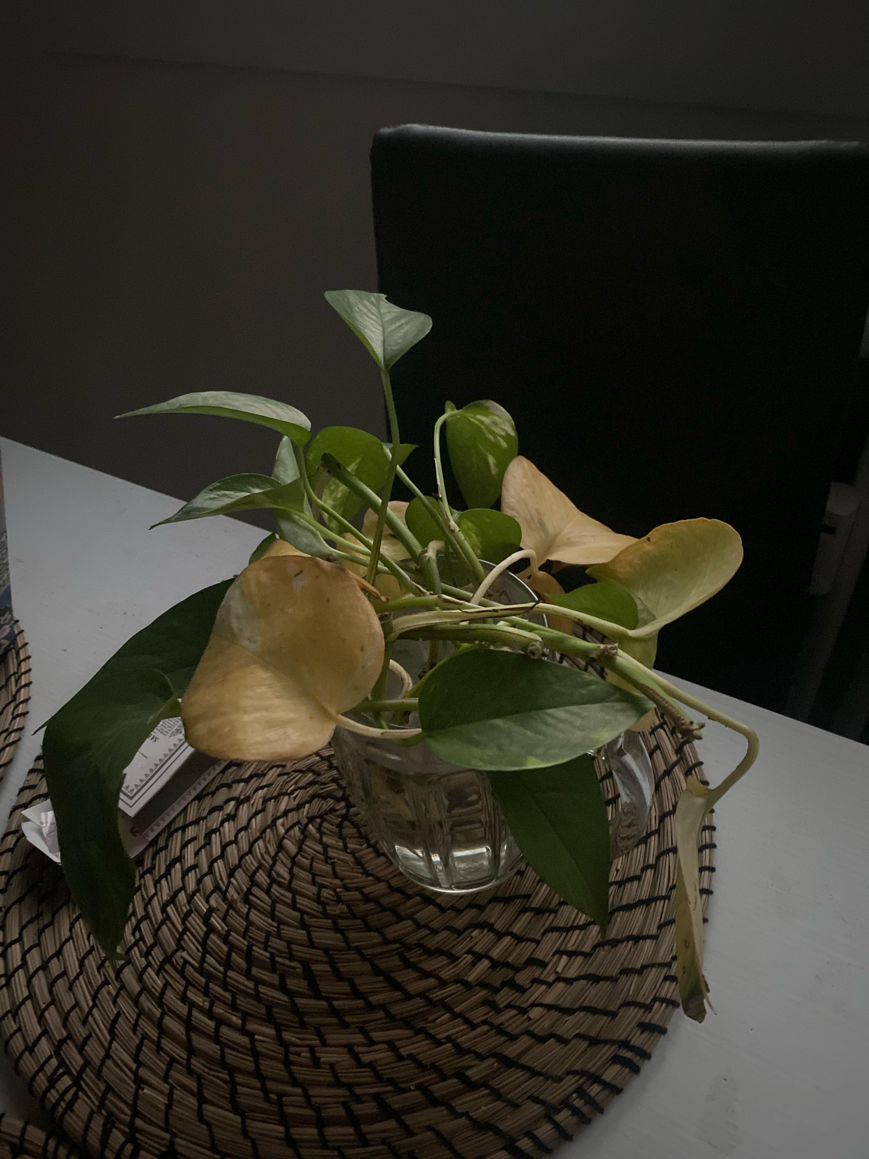 why are my pothos cuttings dying? they are right next to the window and