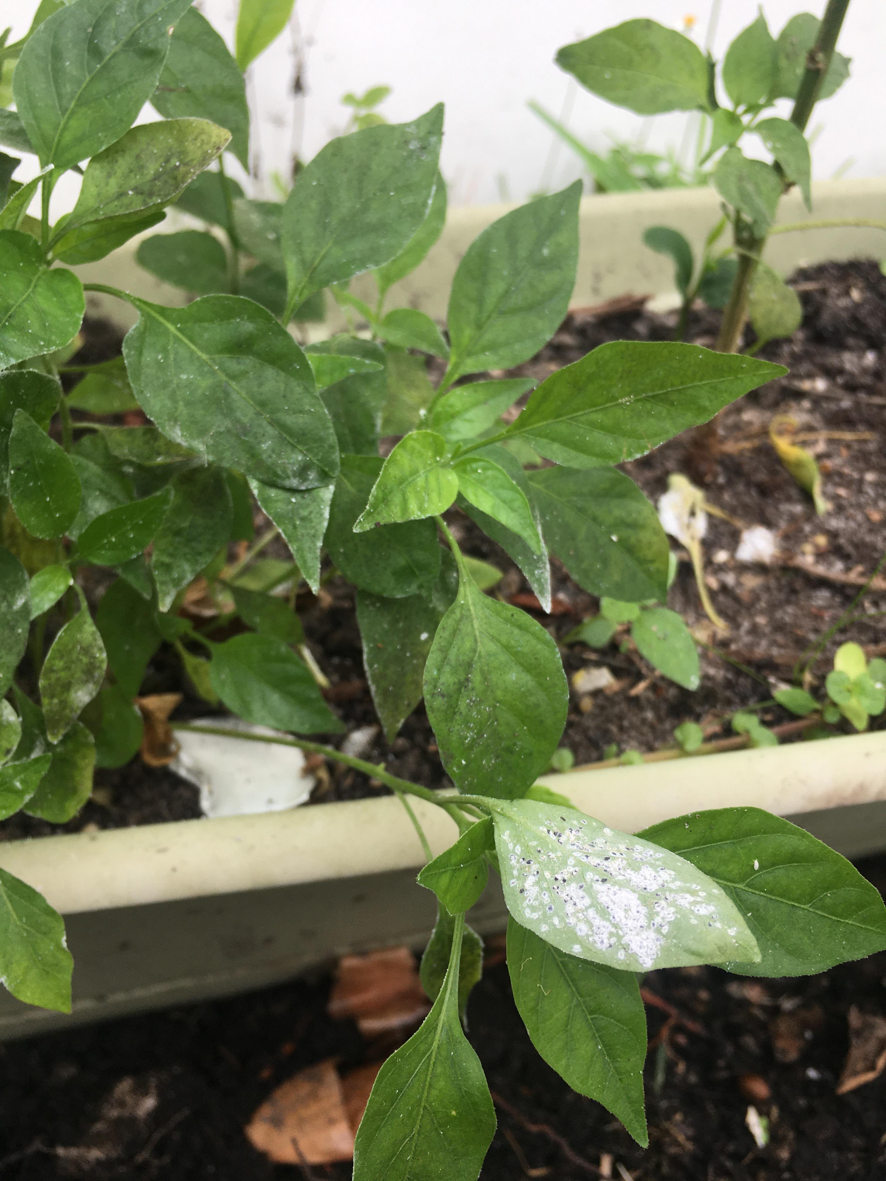 Why are my spice plants turning white and drying out? Please help r