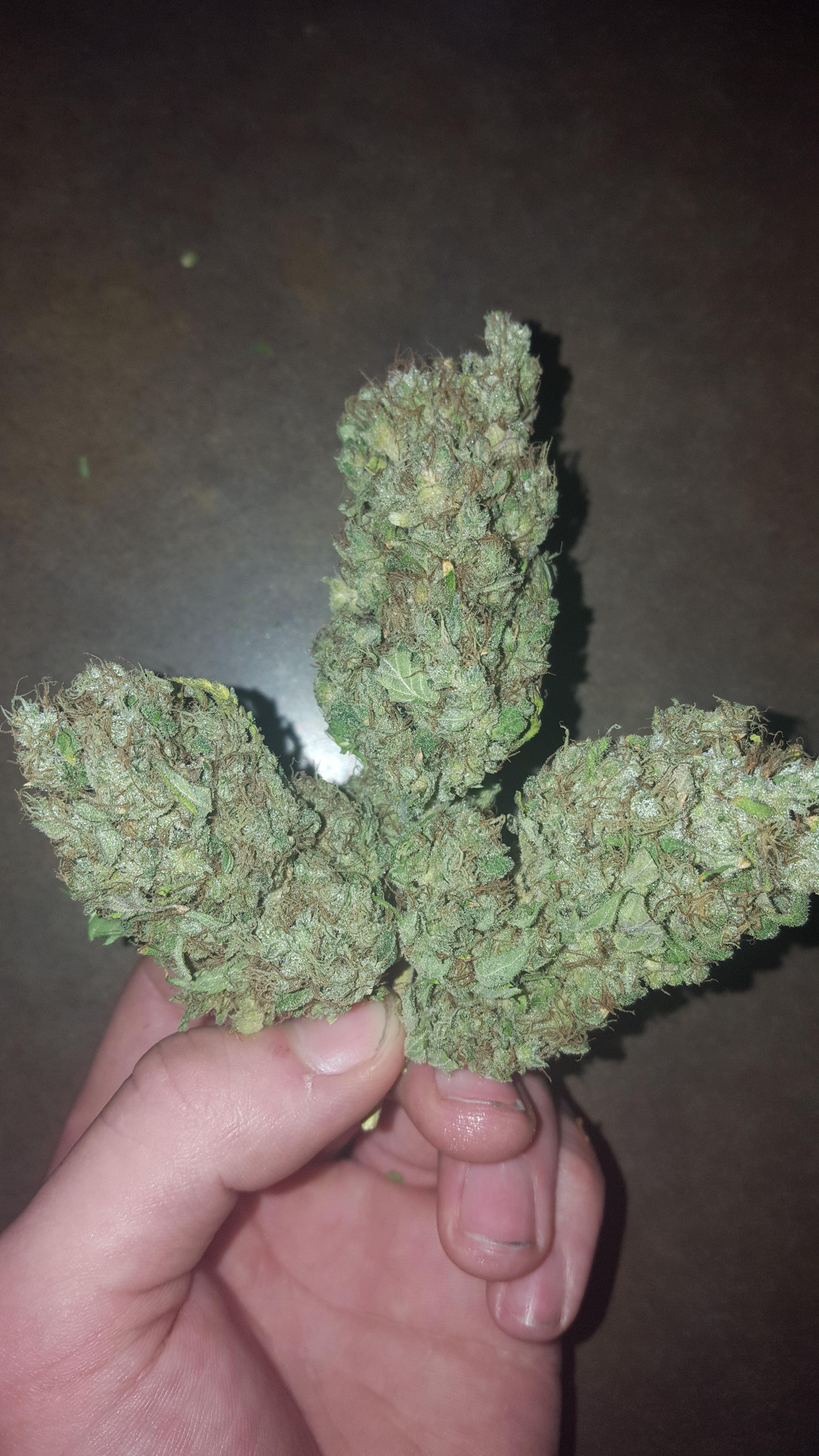 Home grown weed from Canada trees