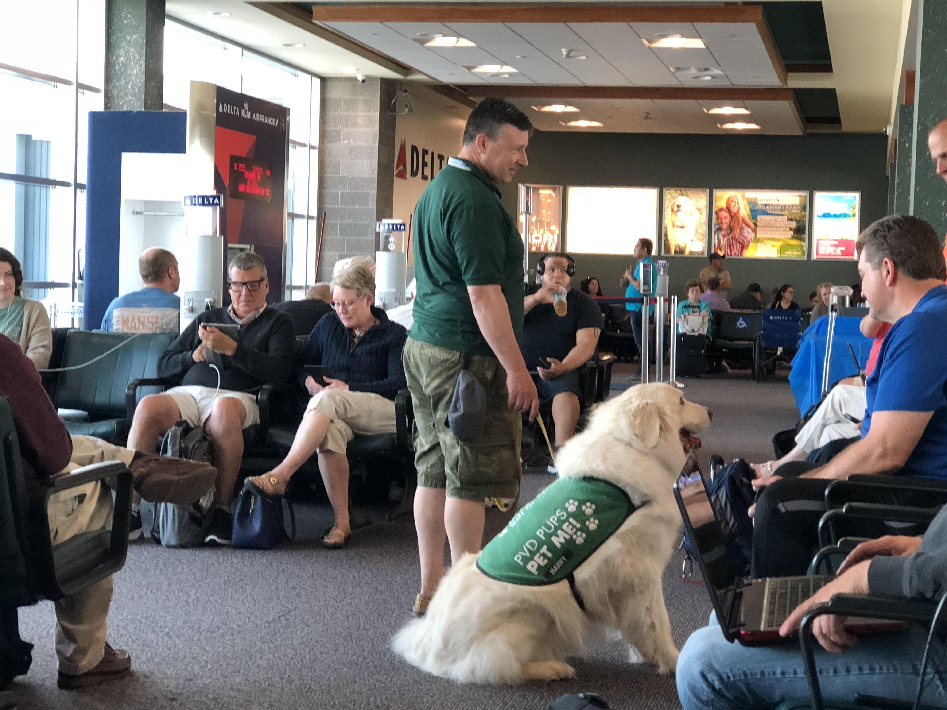 PVD airport has a therapy dog the handler walks to each gate for passengers to pet to help