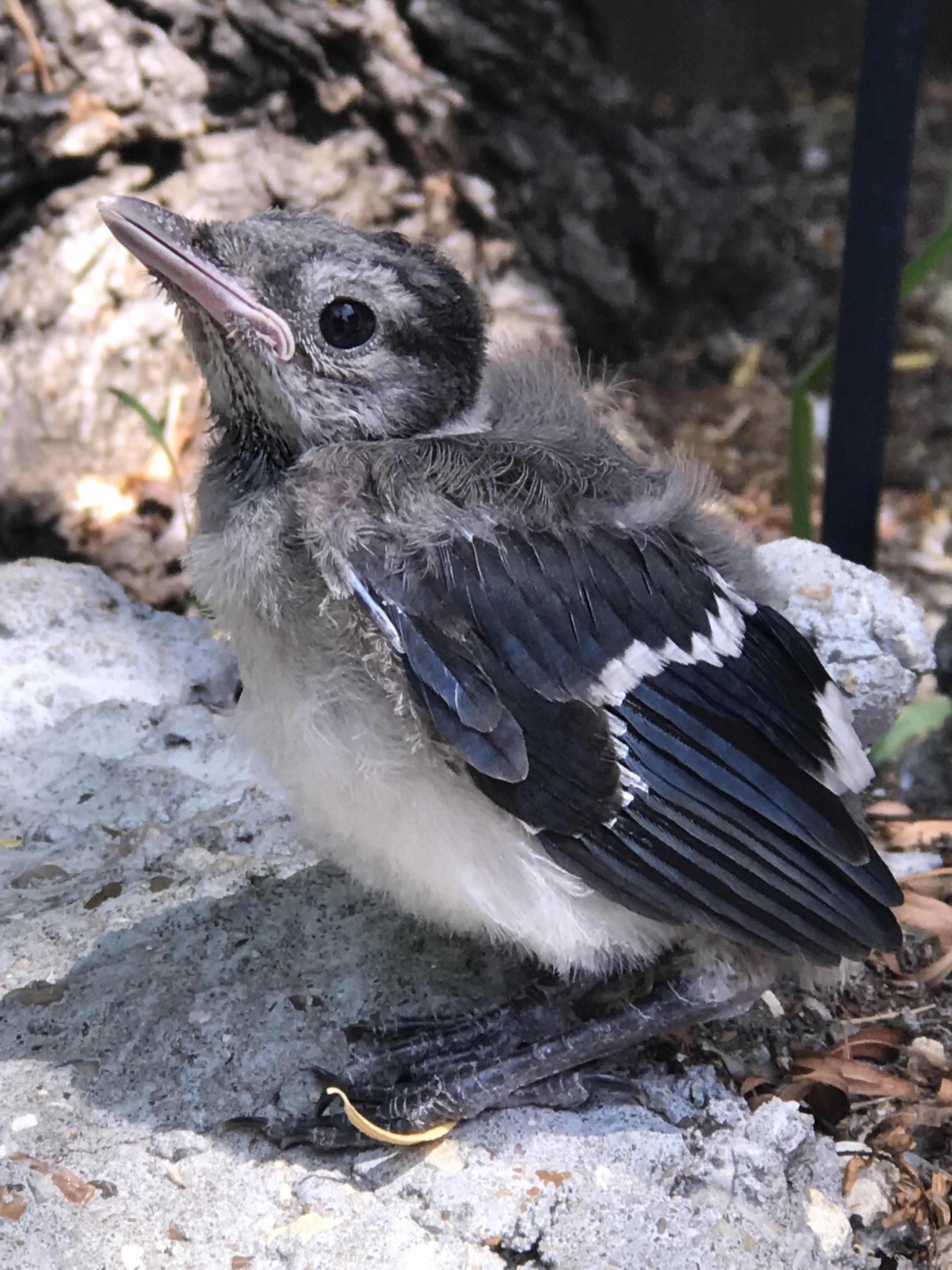 Found a baby Blue Jay in the yard today! r/aww