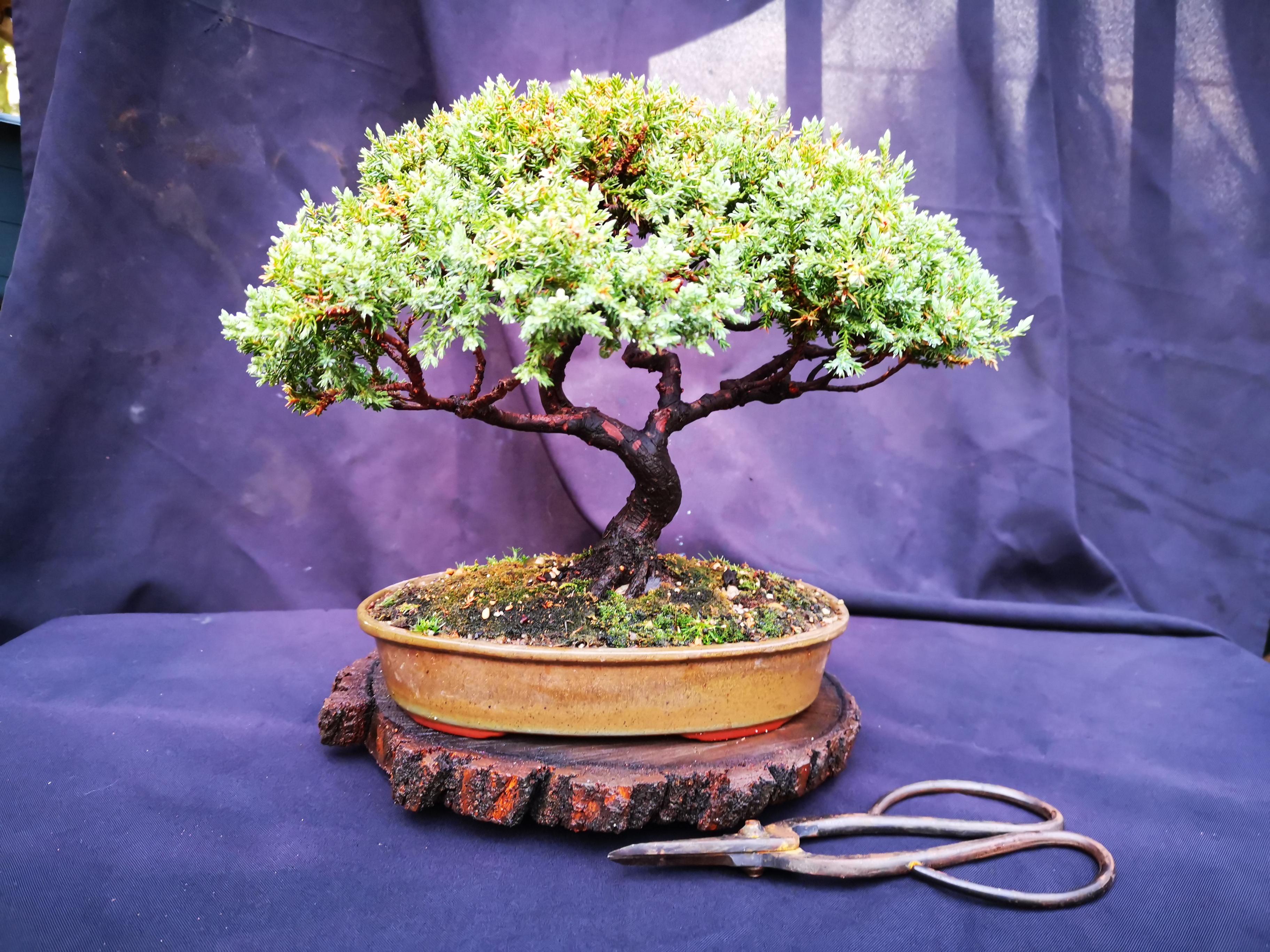 My first bonsai, the one that started it all. Was a birthday gift from