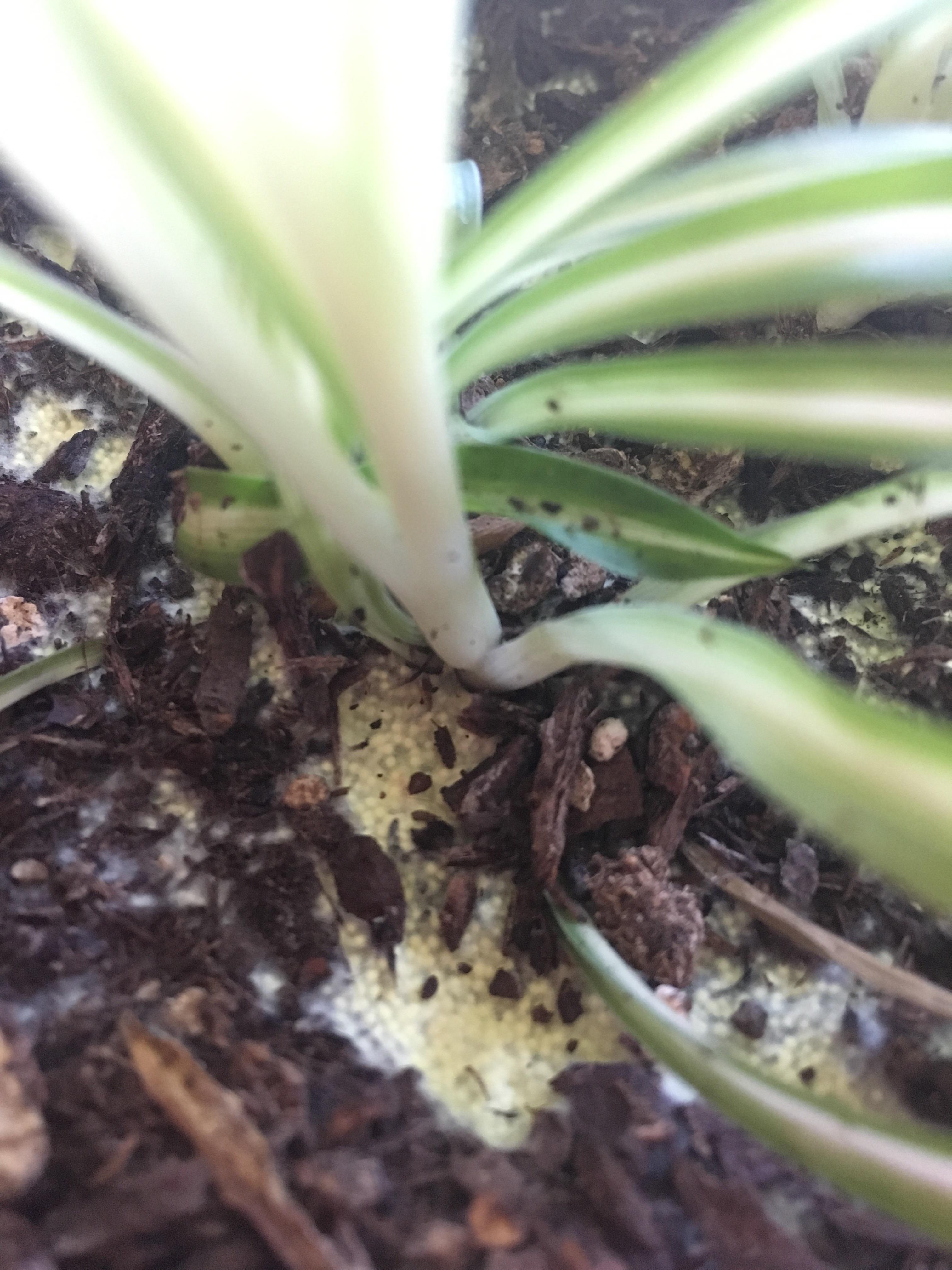 What is this weird growth in my spider plant? Looks like a fungus or
