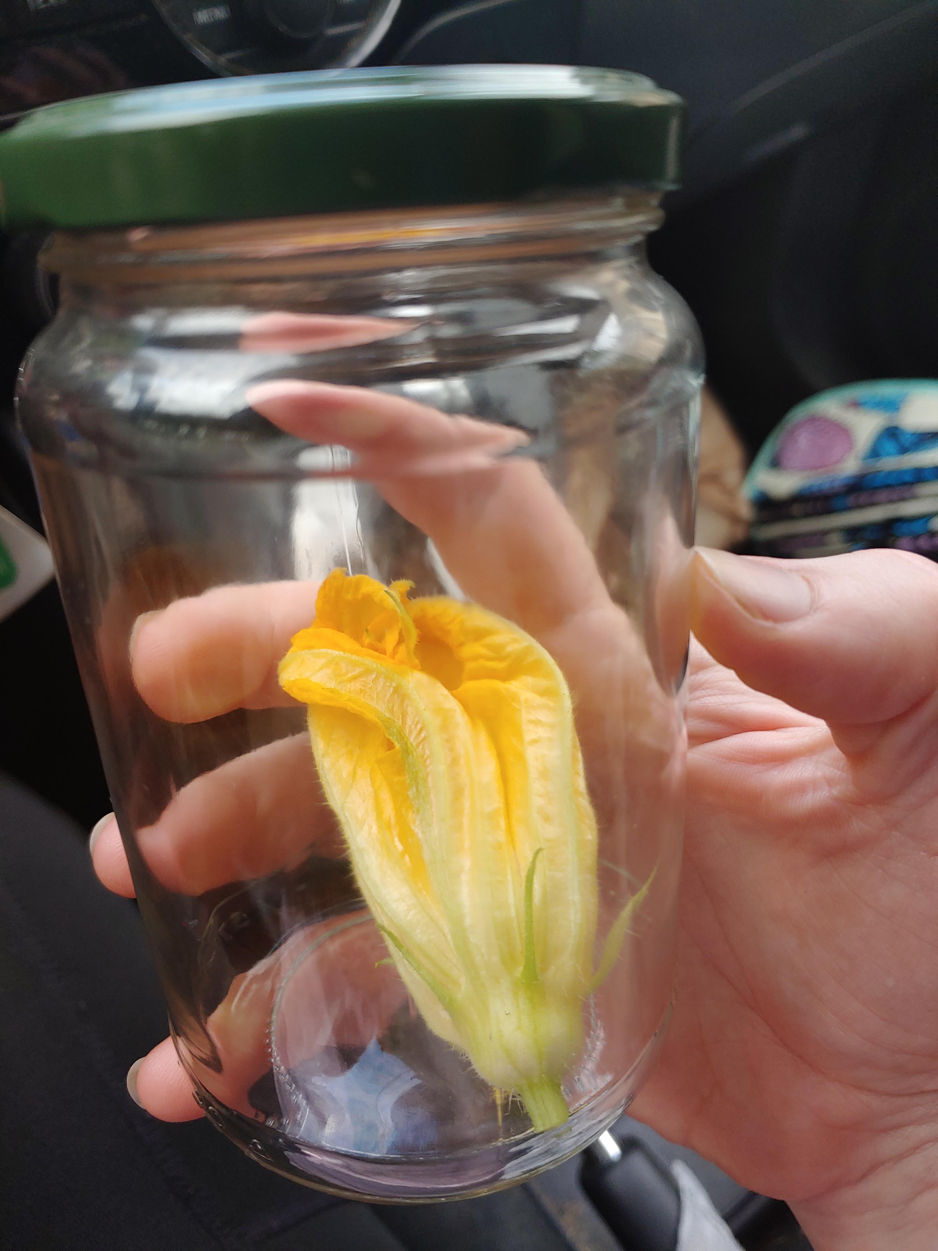 Gardeners are the best people. I have a squash plant with a female