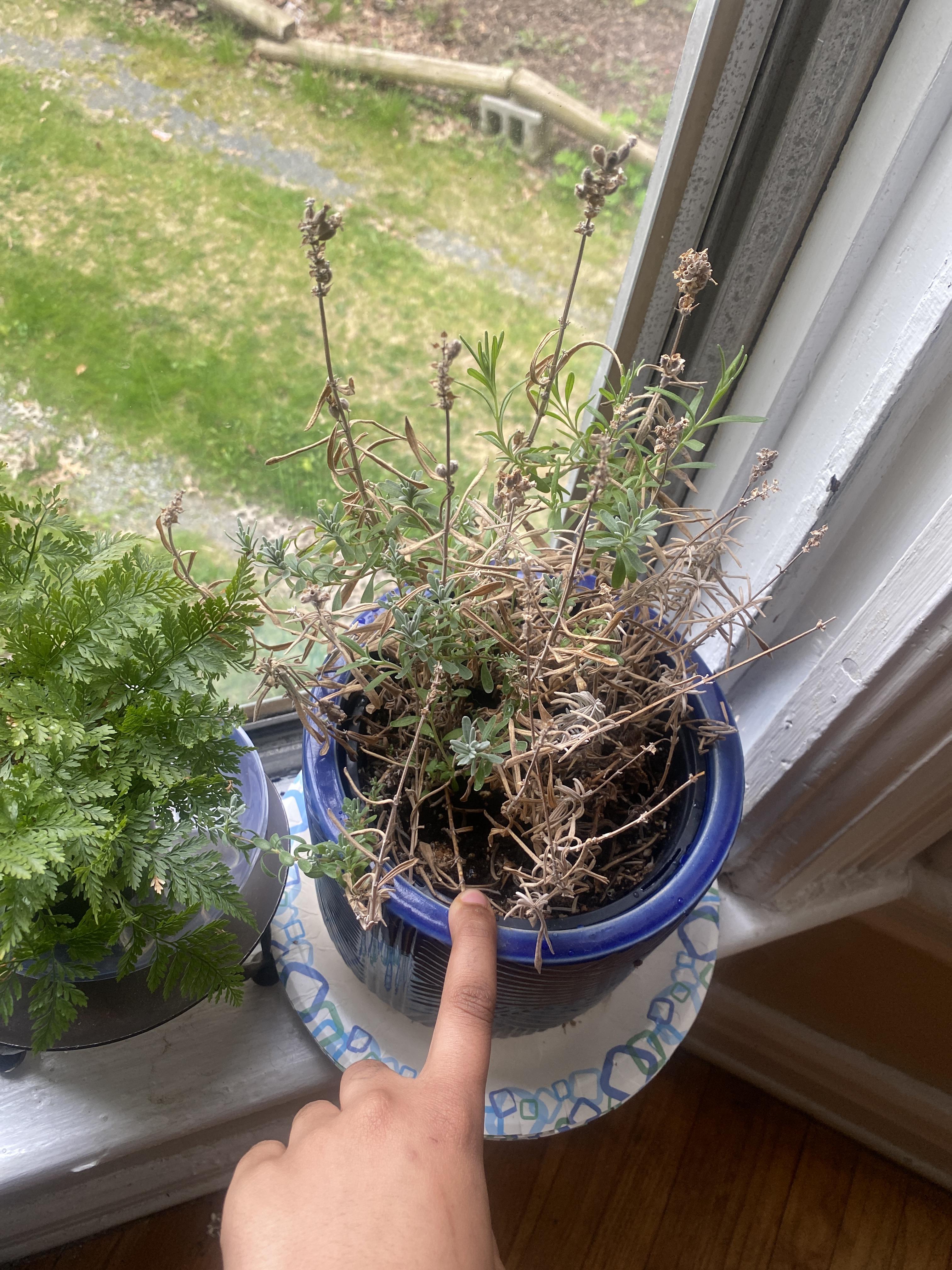 how do i bring my lavender back to life 🥺 r/plantclinic