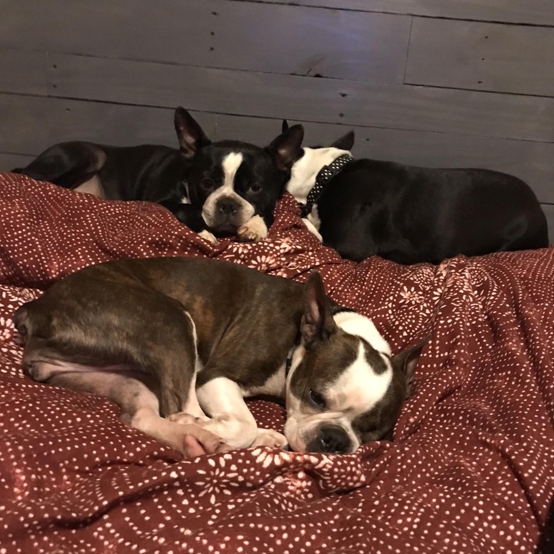 Hooman bed is actually our bed r/BostonTerrier