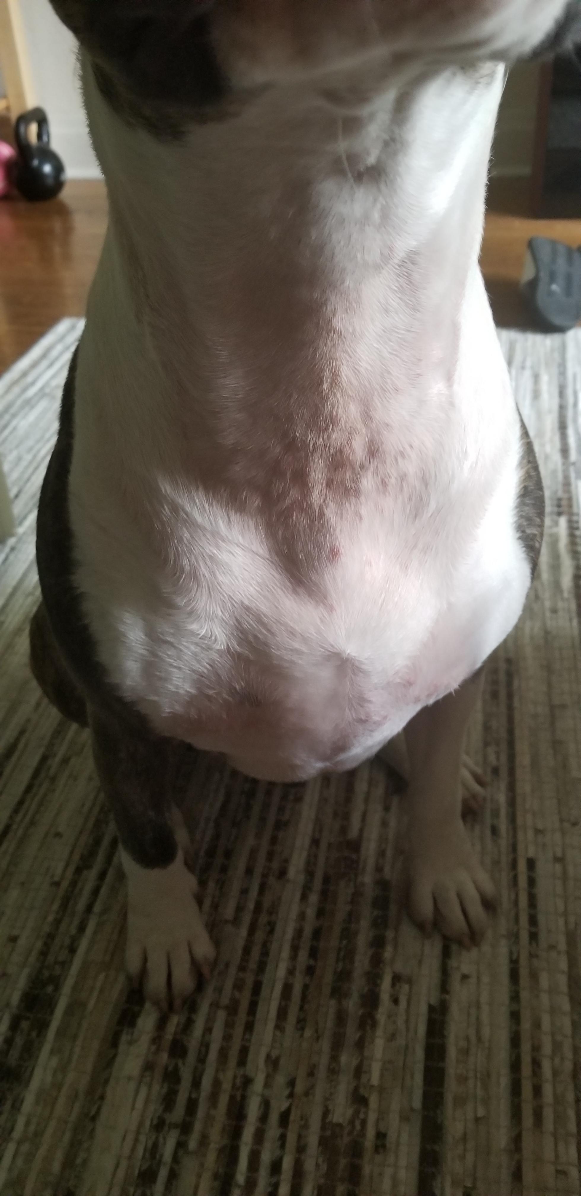 Bull Terrier skin bumps and redness, can anyone help identity what this