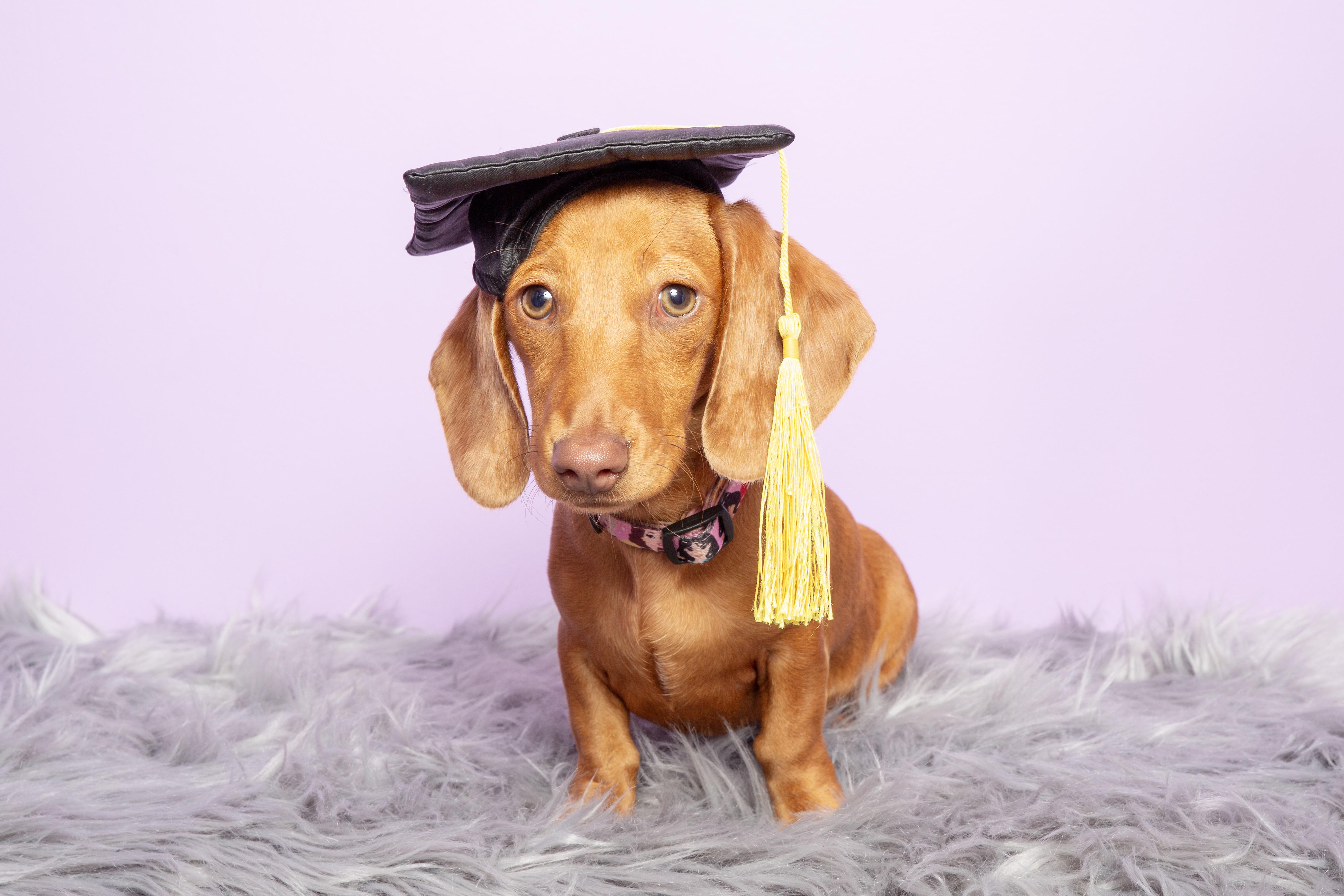 My miniature dachshund graduating puppy preschool sorry it’s not Trump