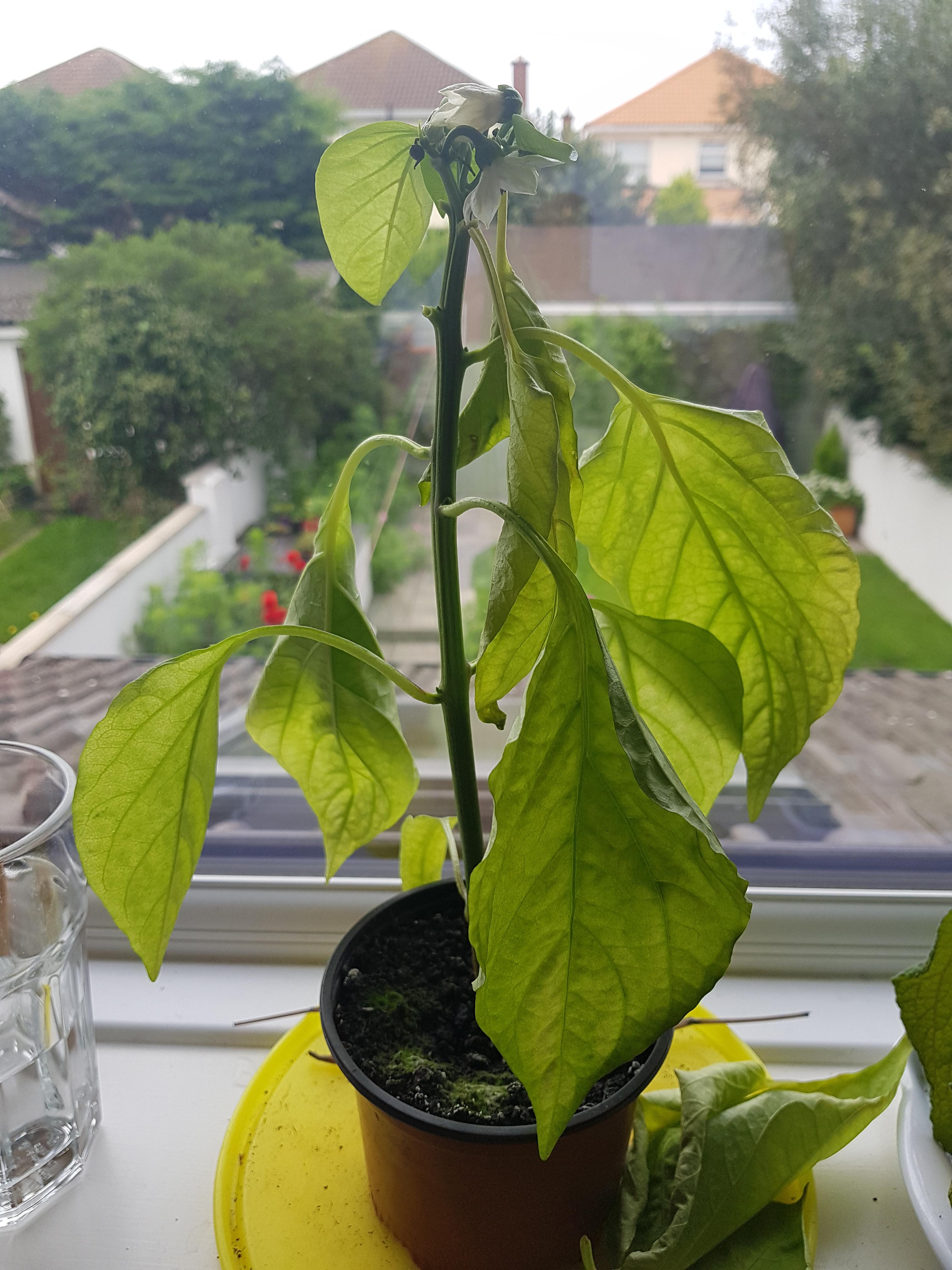 Help! Why is my bell pepper plant losing leaves?? r/plantclinic