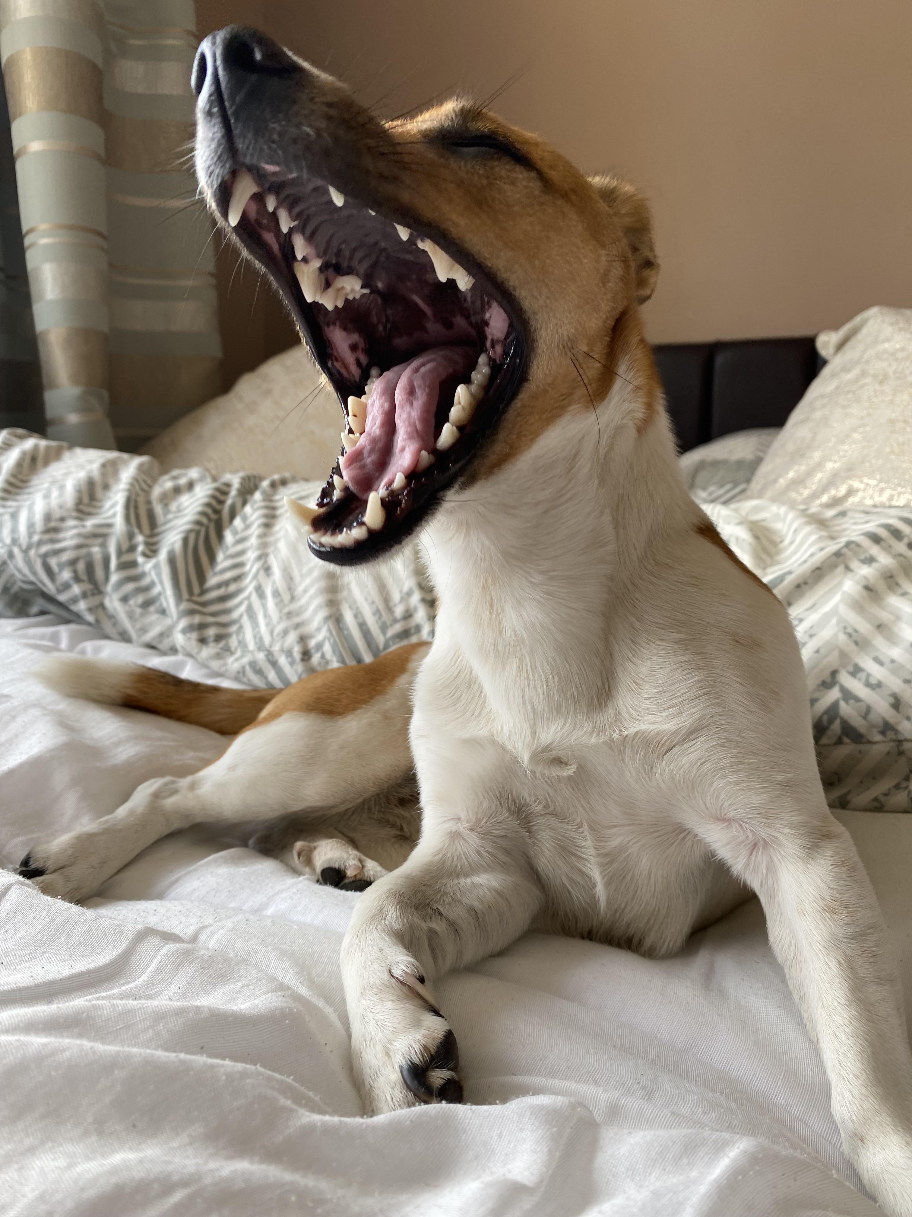 Why Do Dogs Scream When They Yawn