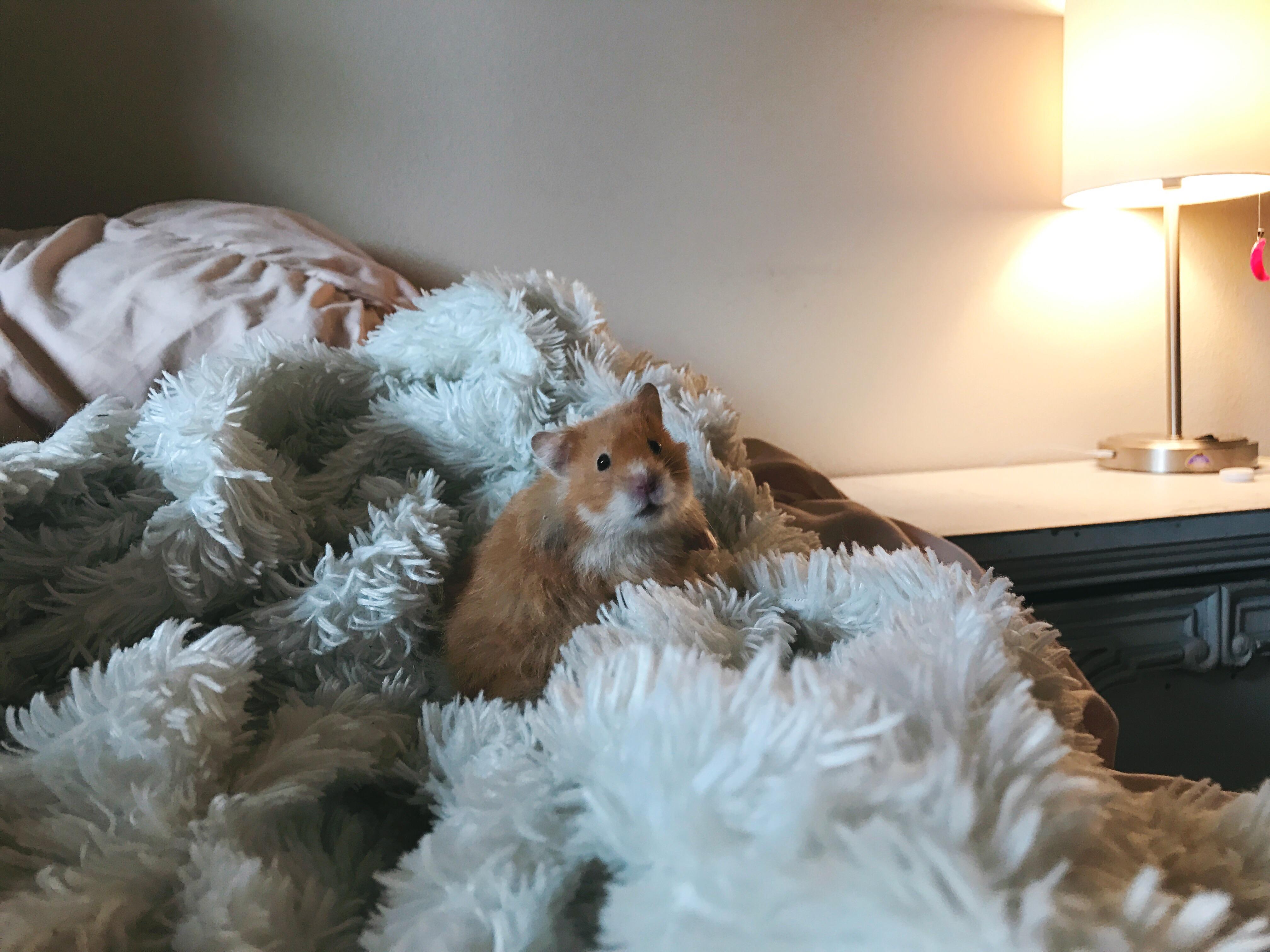 just getting tucked into bed r/hamsters