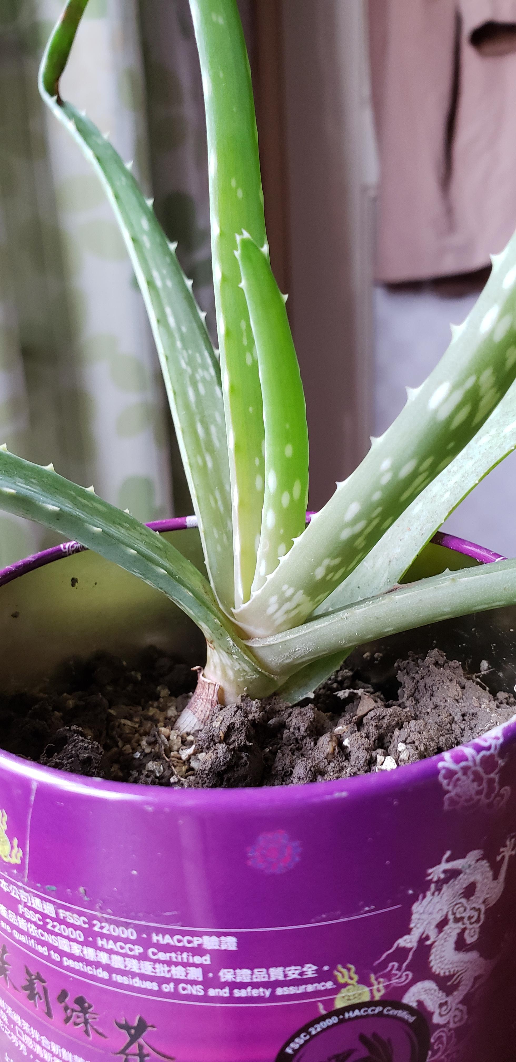 I need some help. My aloe plant has started turning grayish? The colour