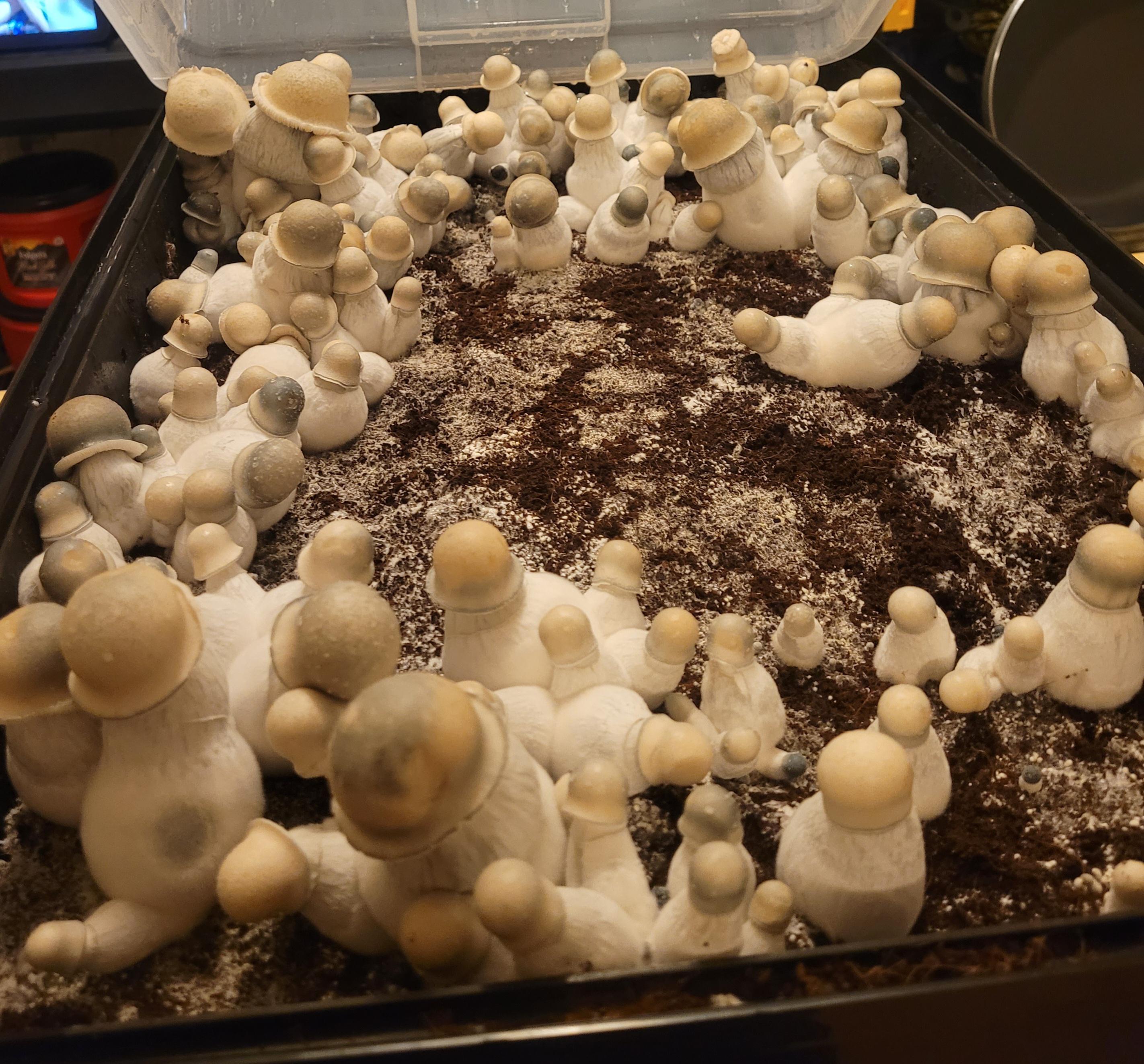 when to harvest ape? r/shrooms