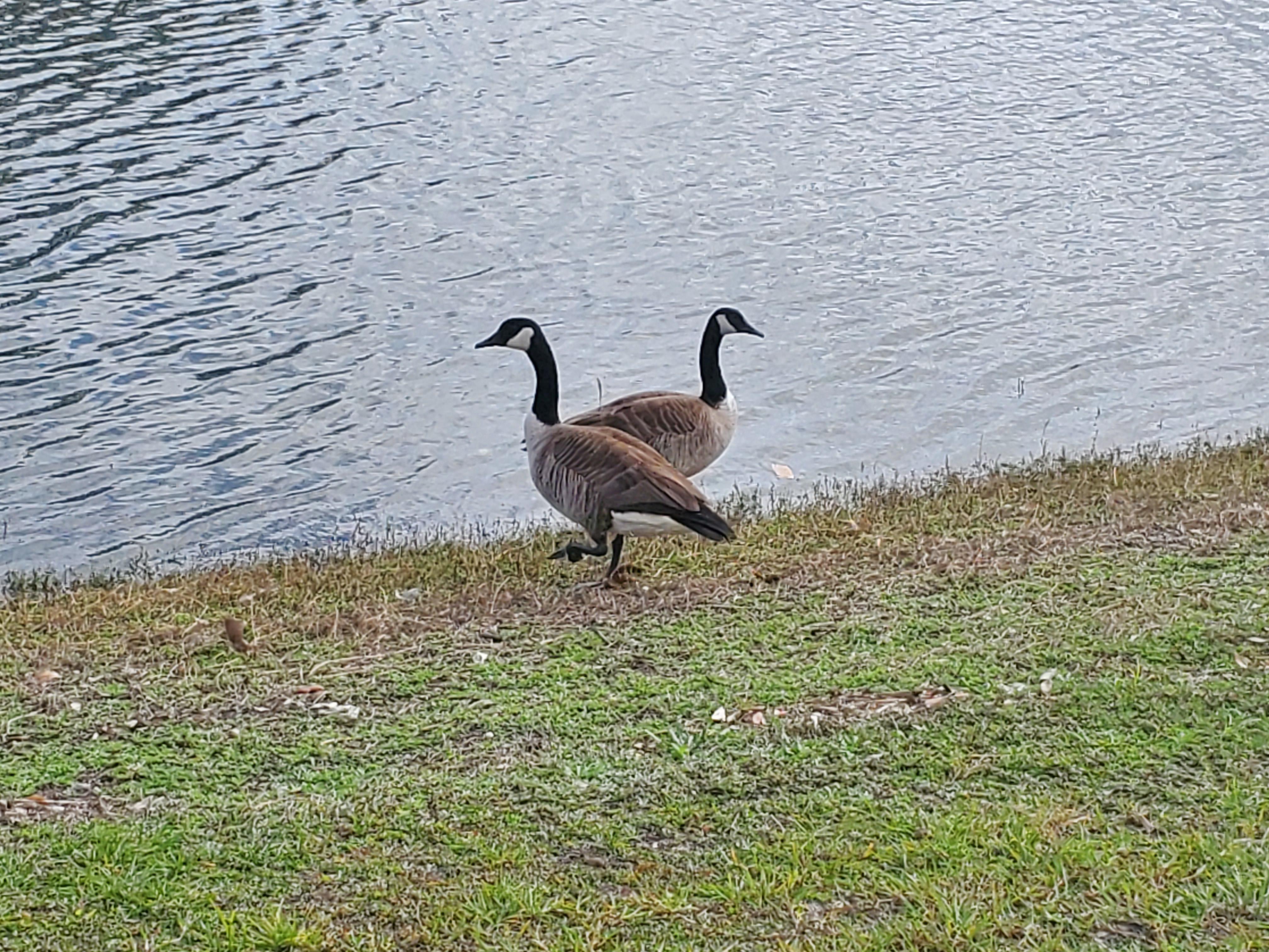 Since All The Geese Left SBU, Here's Some Photogenic Geese From Florida