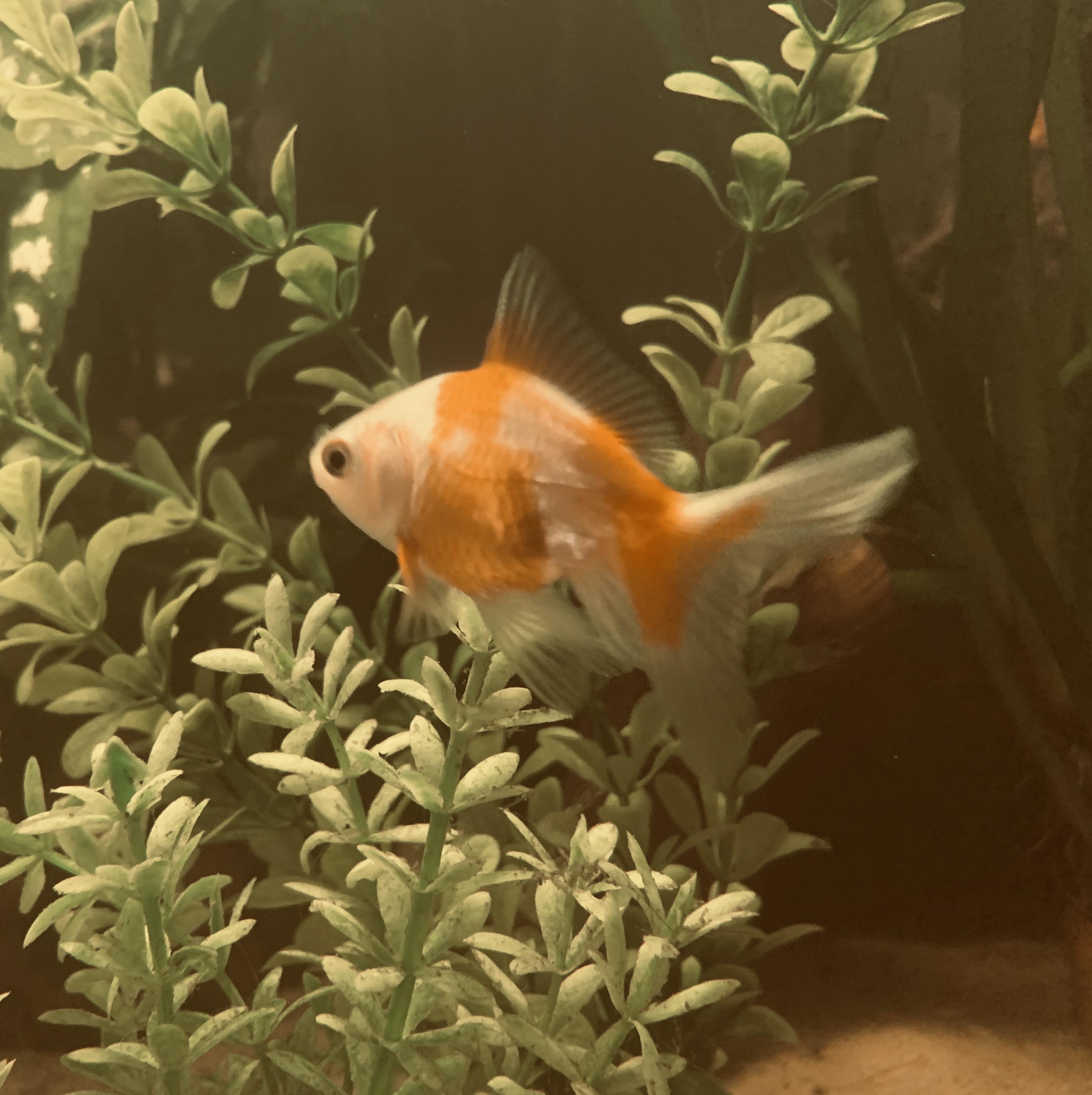 The last of my 3 goldfish I got today. This is another Oranda. She’s