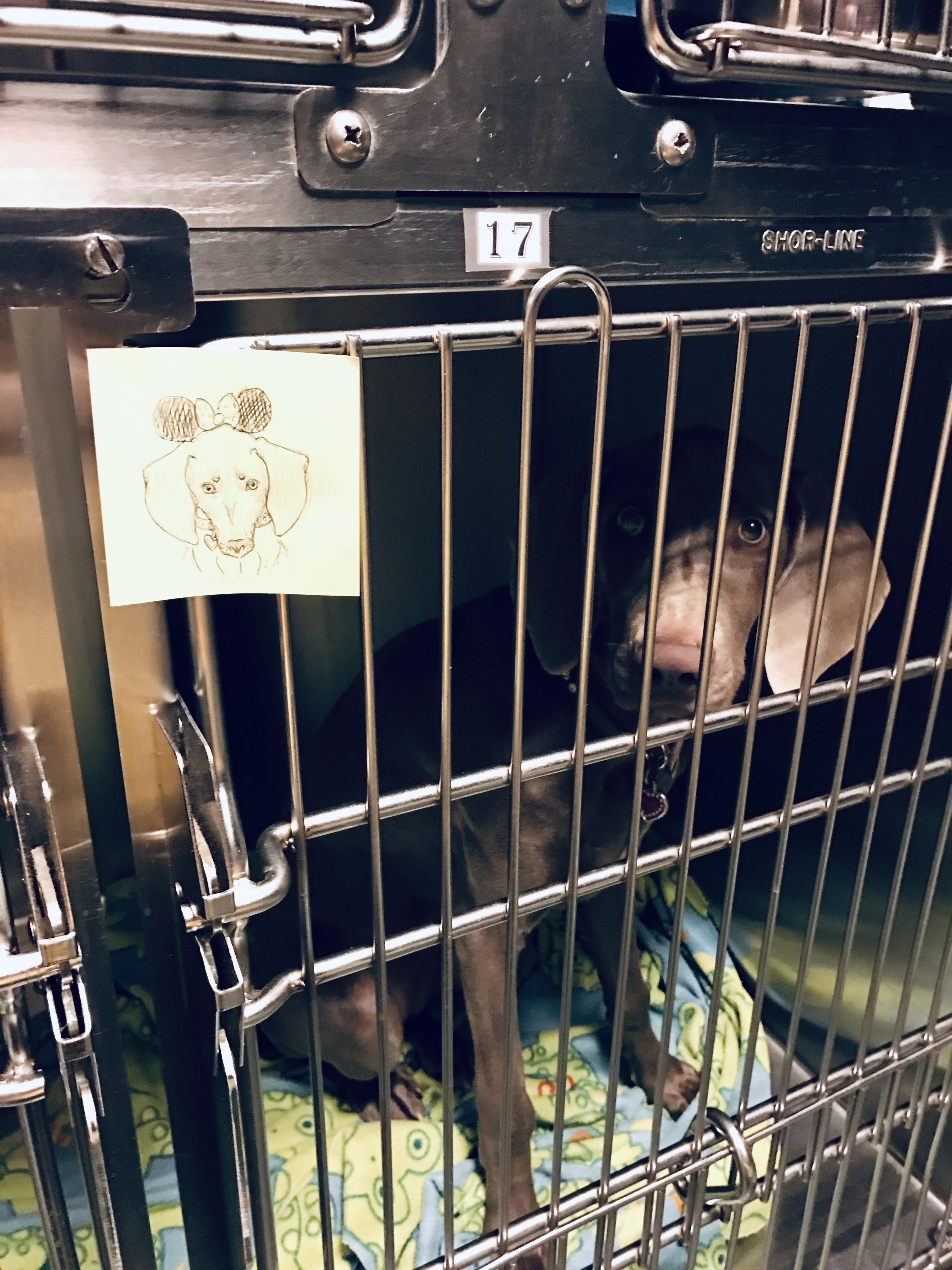 Magic at the Disneyland Kennel Club. We returned to play with our puppy