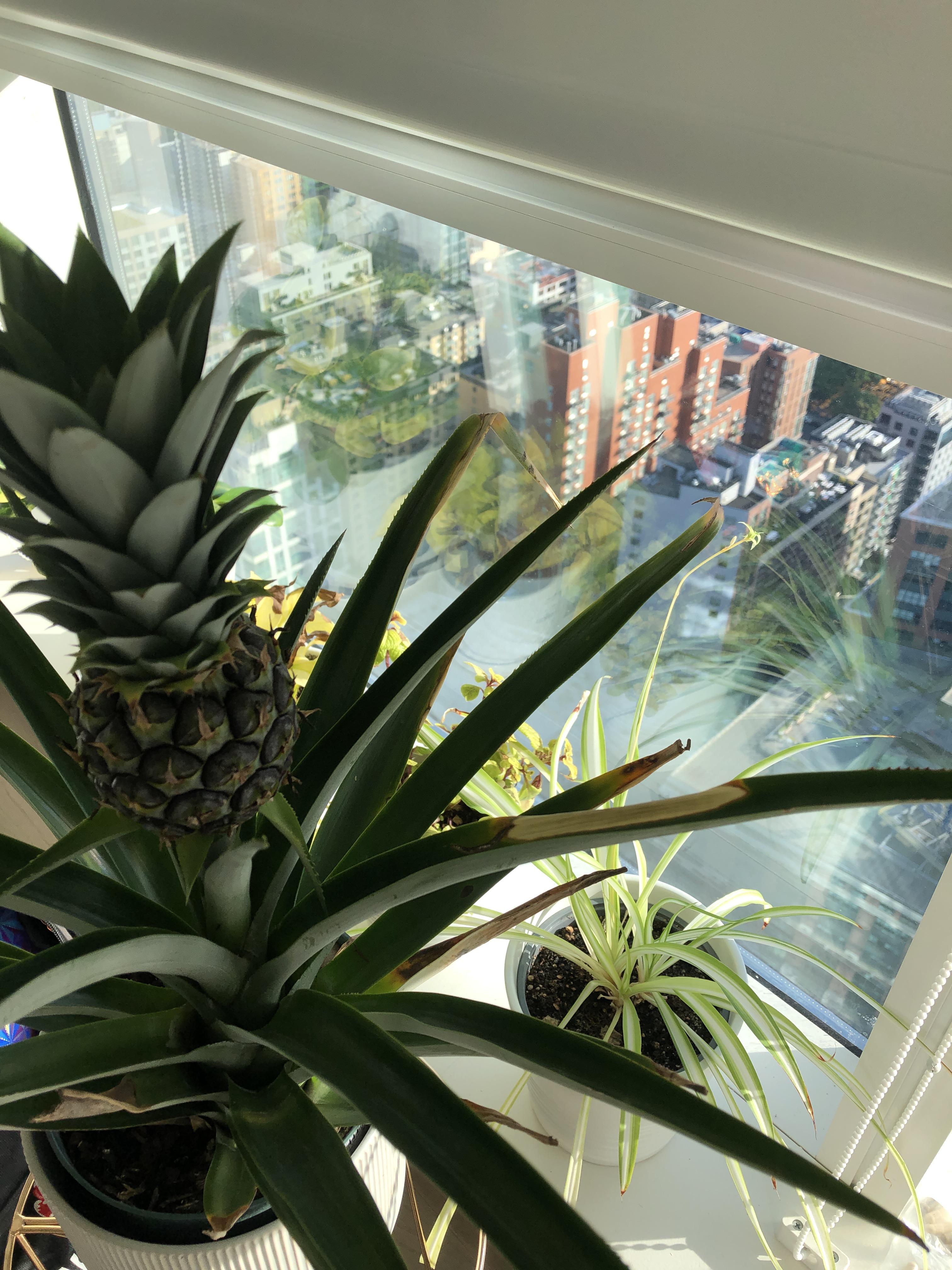 Why are the leaves turning yellow and brown? How does a pineapple plant