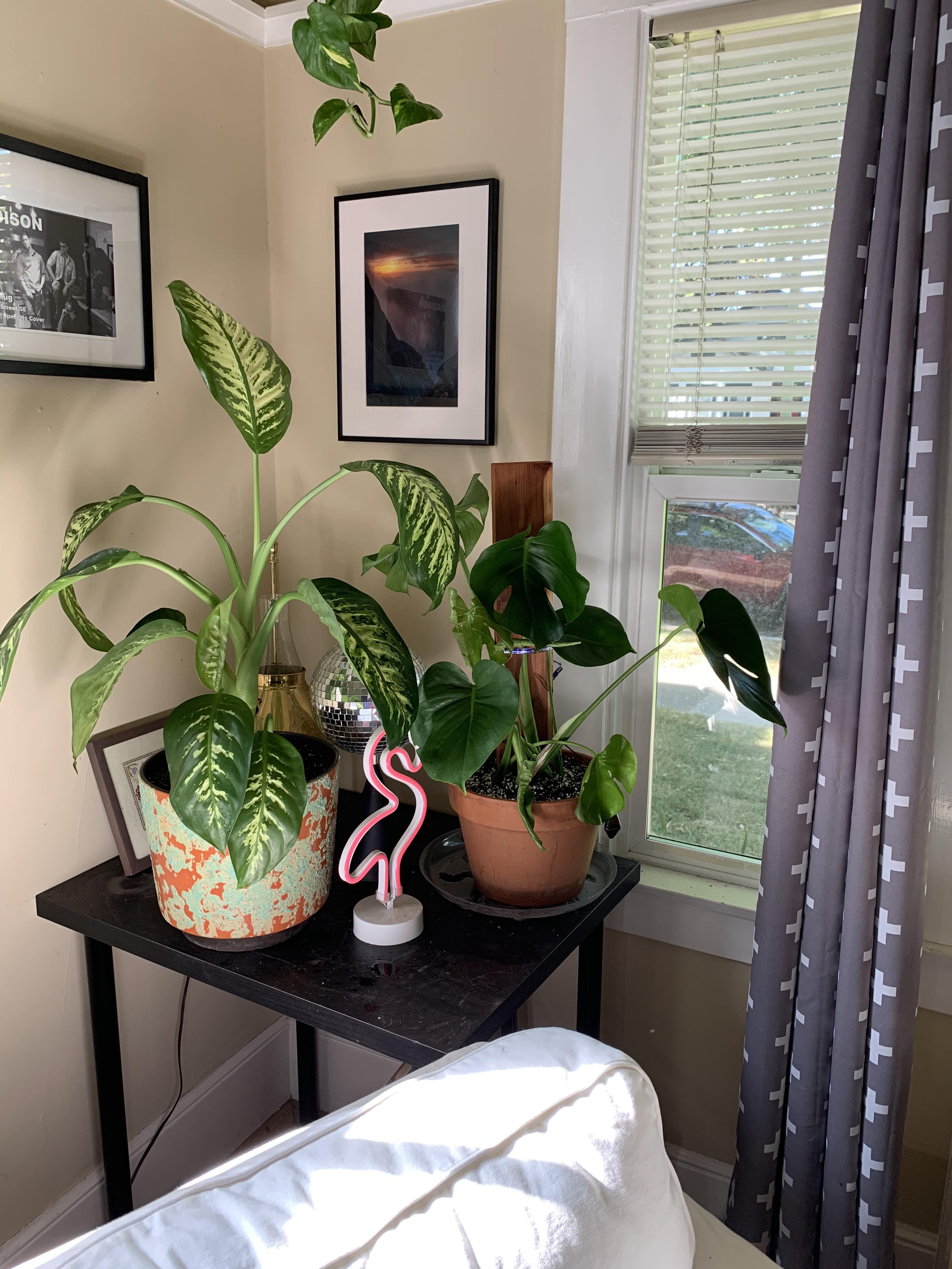 Repotted, and relocated (out of direct sunlight), my monstera! Anyone