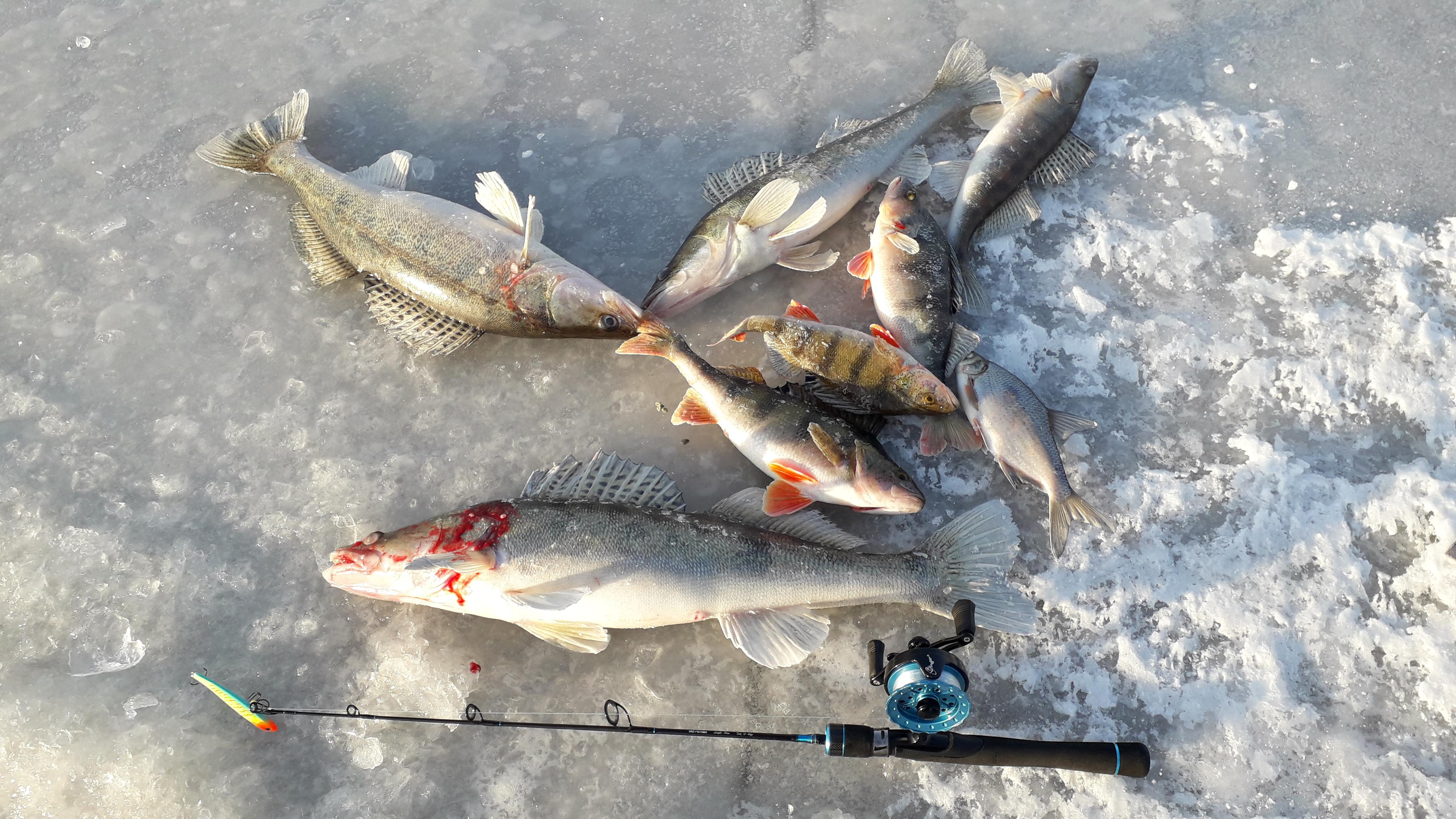 Volga river, Russia r/Fishing