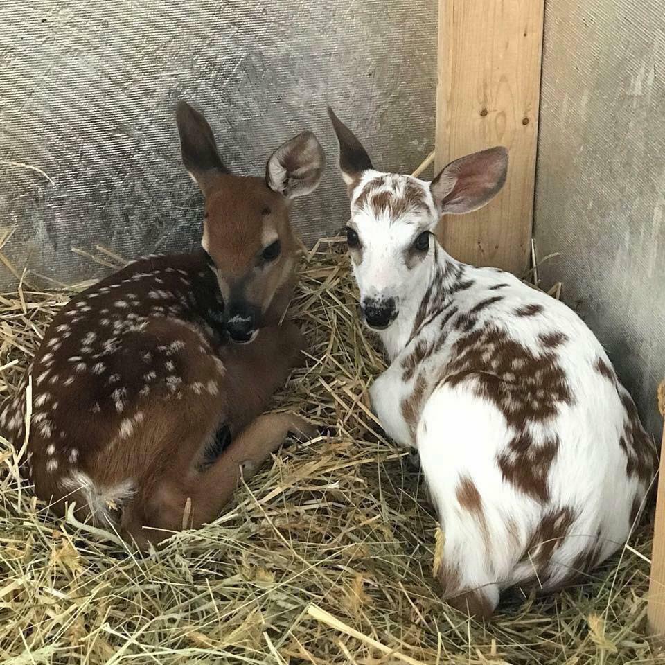 🔥 Baby Whitetail Deer. 🔥 r/NatureIsFuckingLit