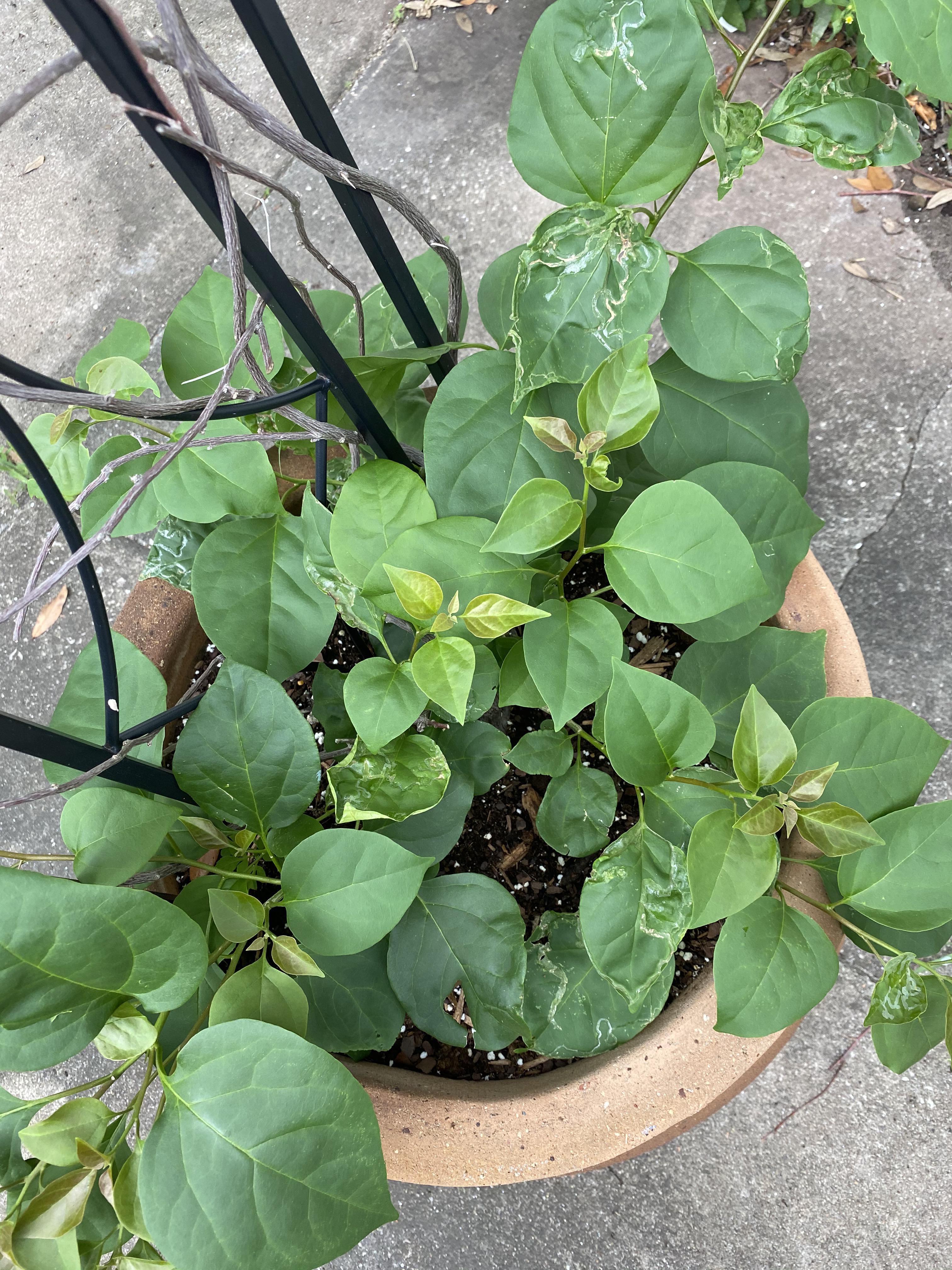 What’s eating my poor bougainvillea? r/Horticulture