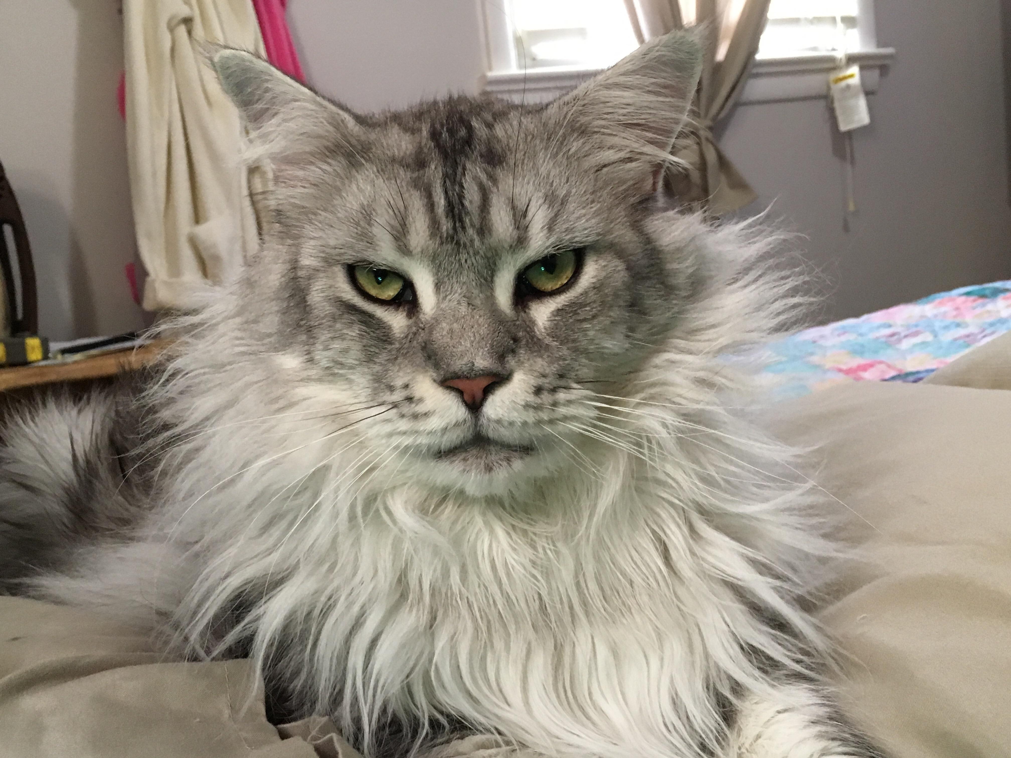 Hi r/mainecoons, meet Stamford the Lion r/mainecoons