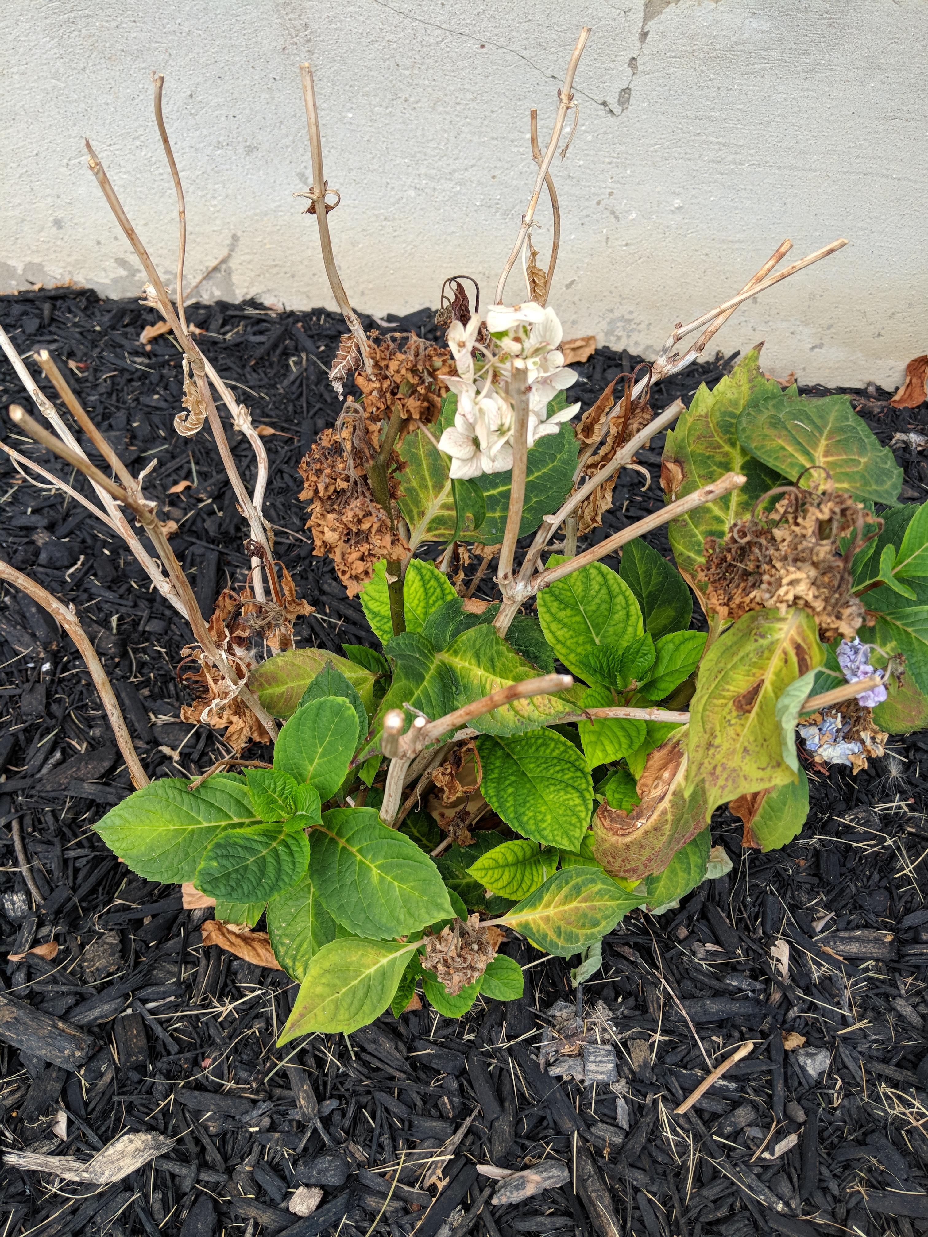 What is happening to my hydrangea bush?! Help please!! Planted last