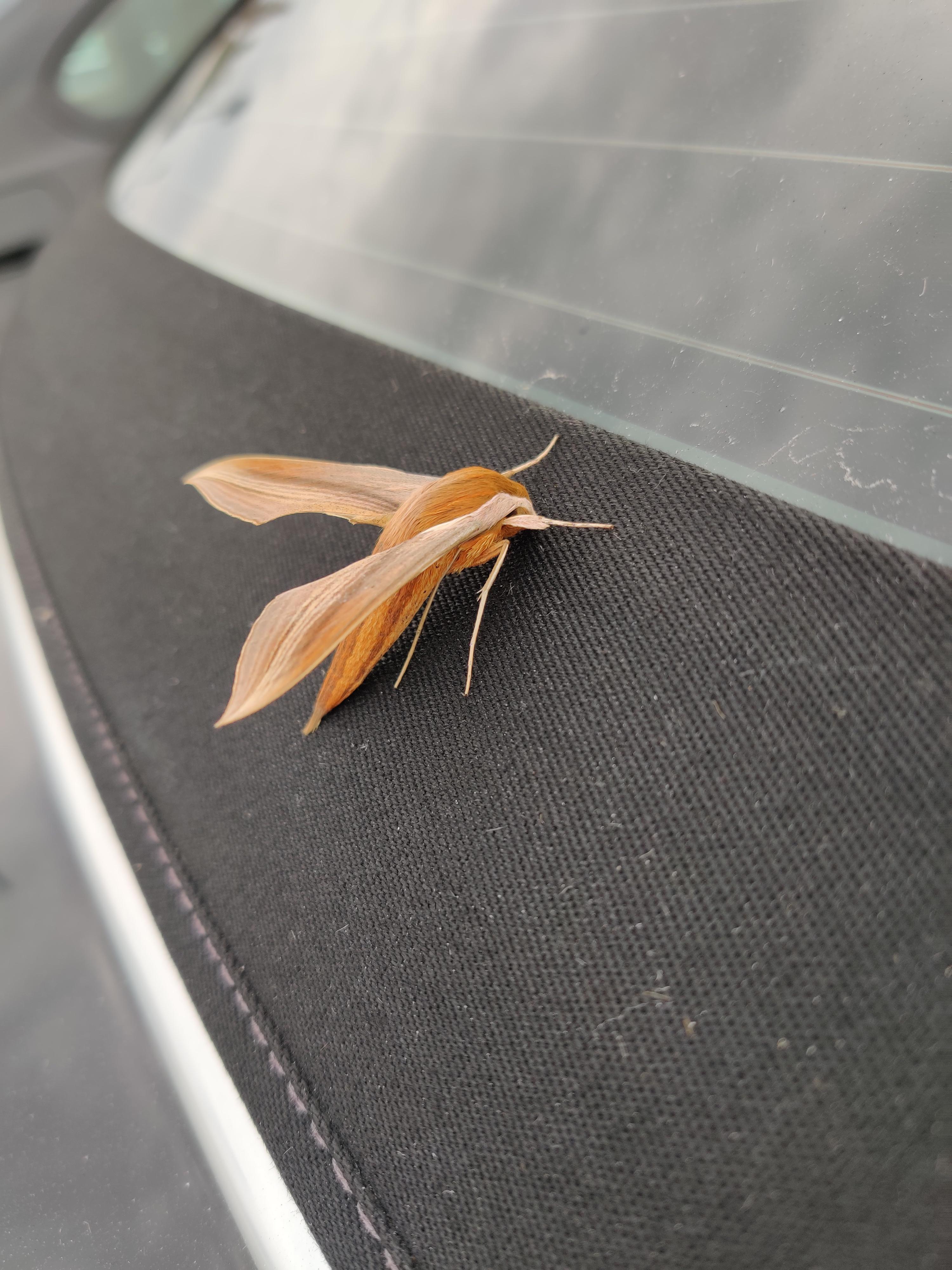Spotted this bug in on a car in my work parking lot. Anyone know what