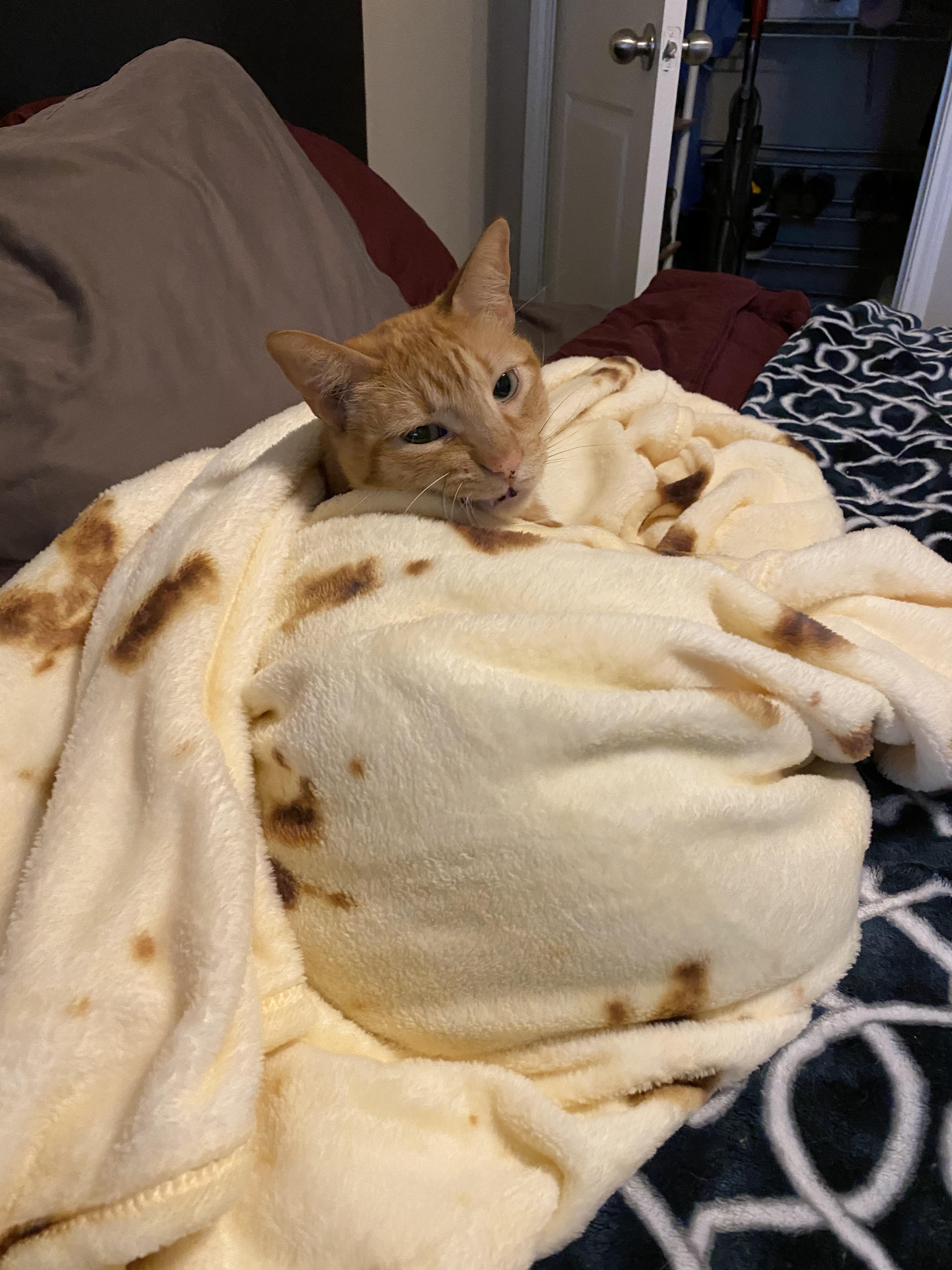 Burrito blanket + ket = Purrito r/funny