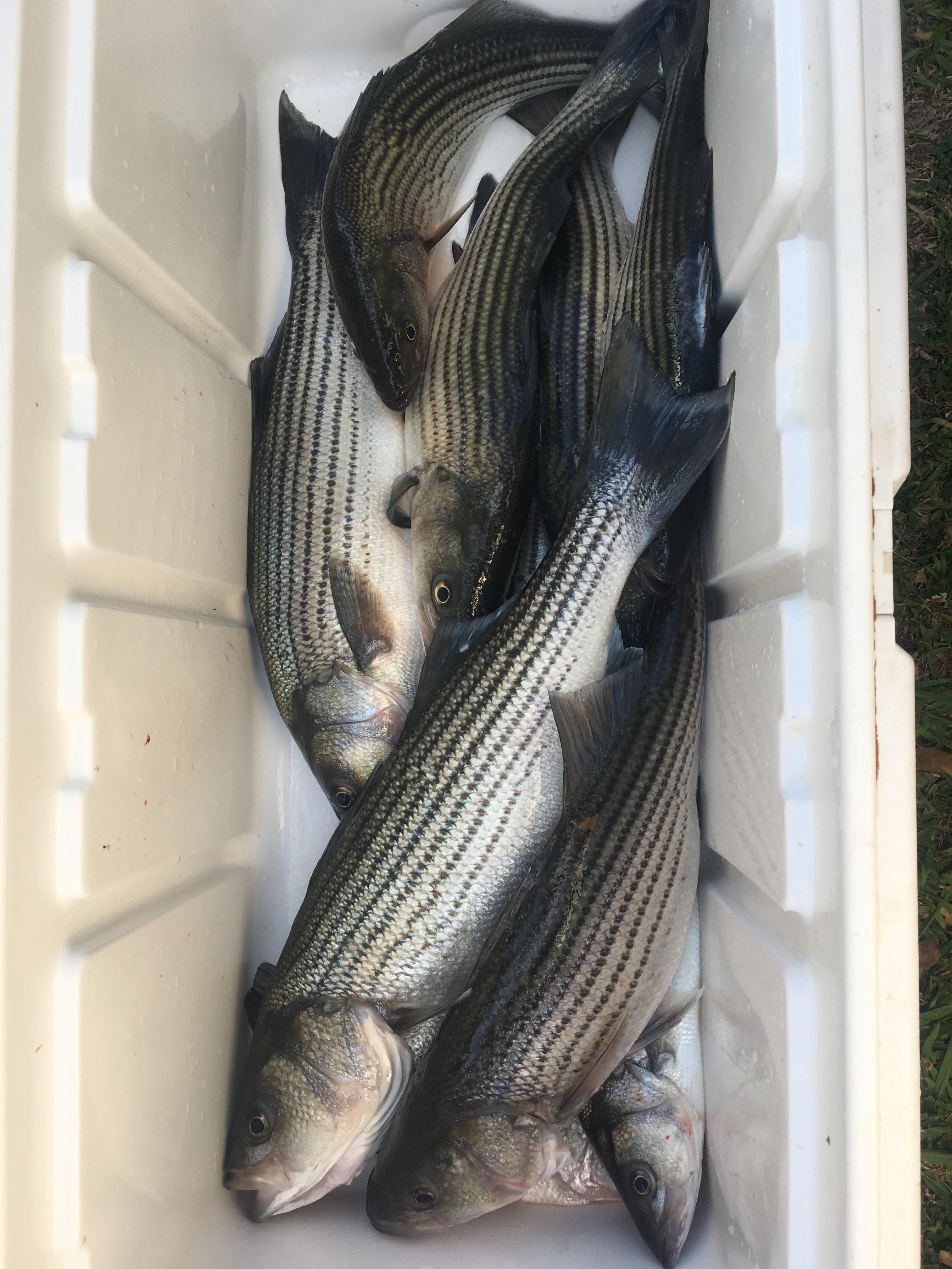 South Carolina stripers. Biggest was 6 1/2 pounds r/Fishing