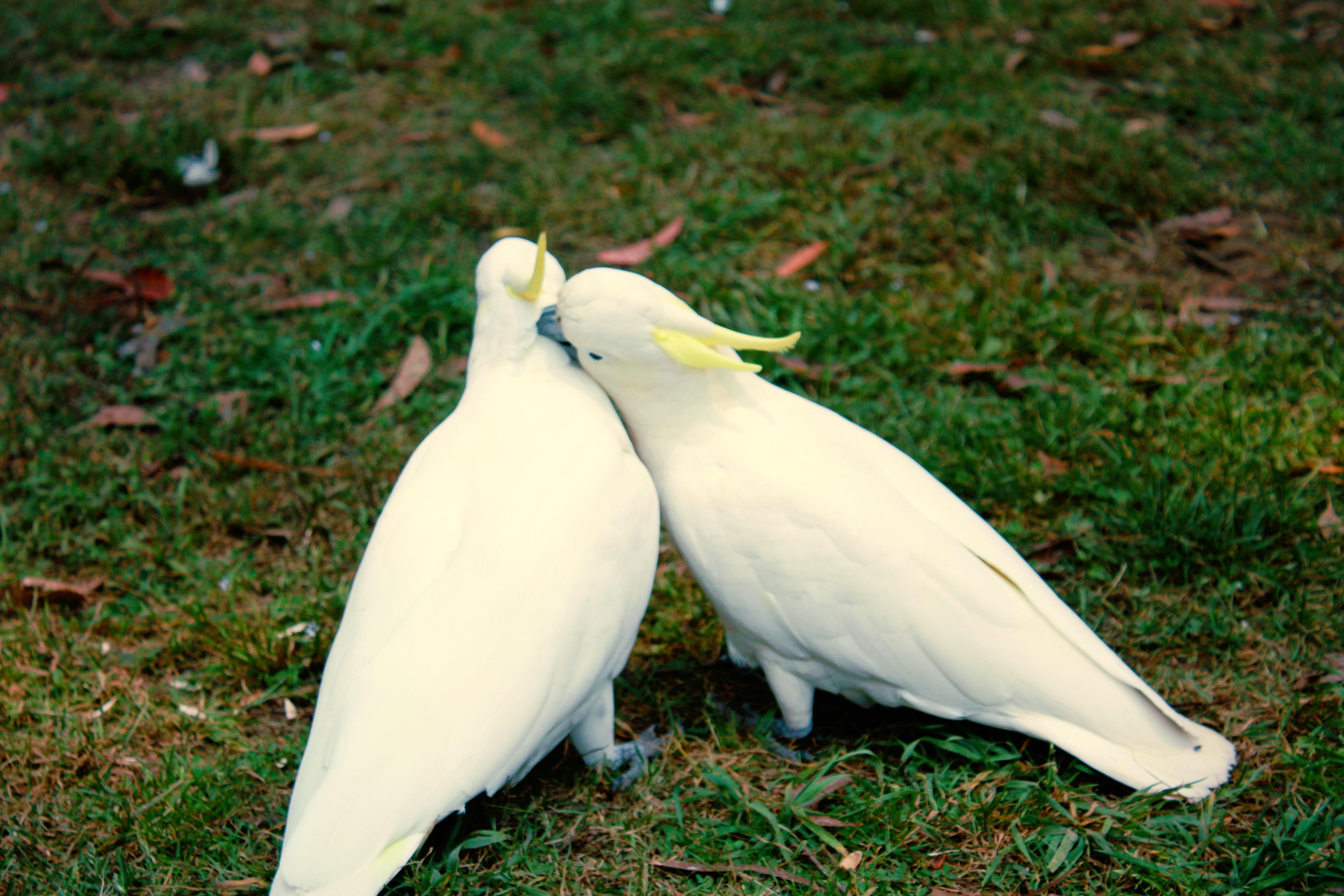 Wild sulfur crested cockatoo love! Taken by me. r/parrots