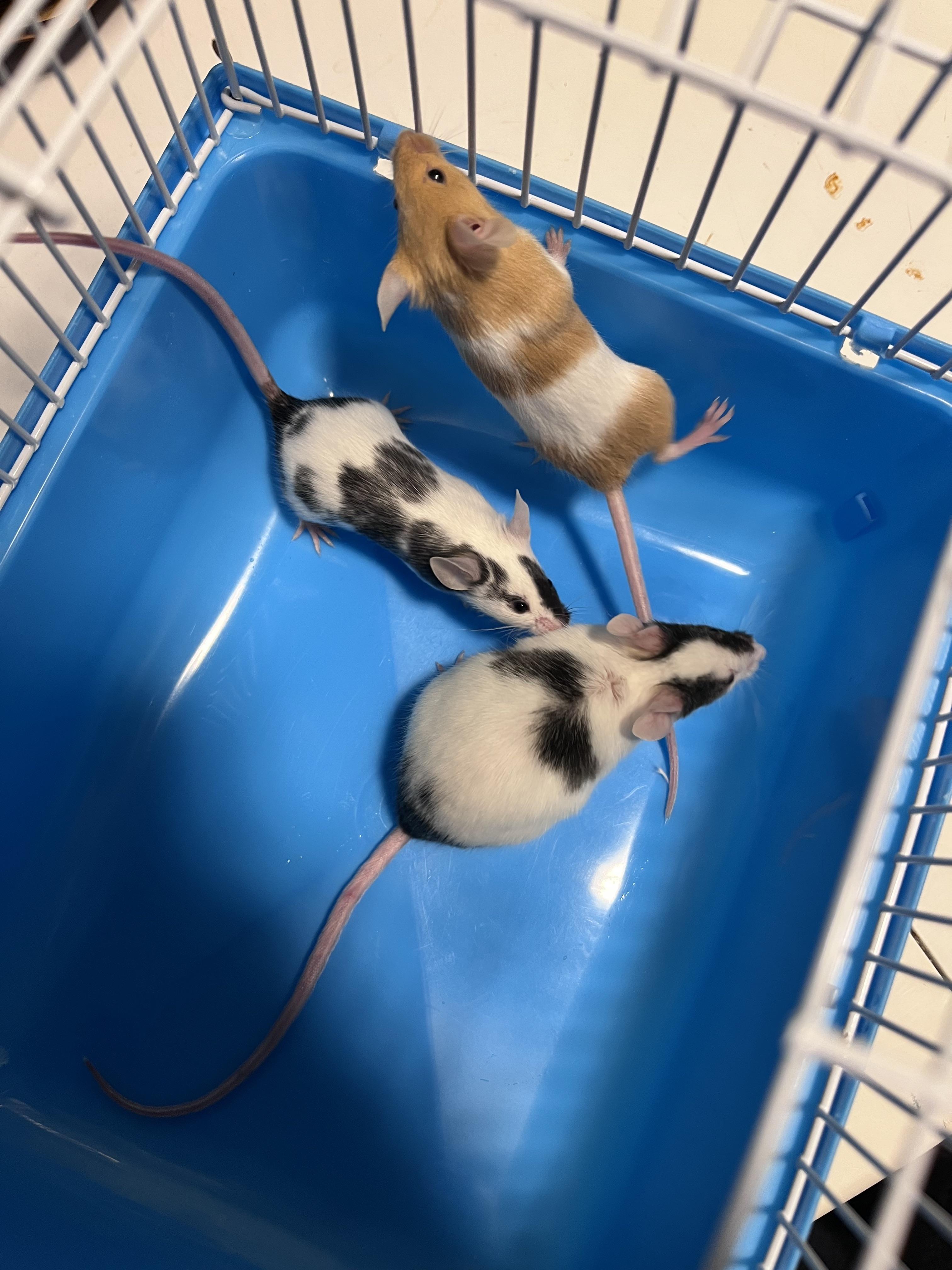 Do mice have hair or fur? r/PetMice