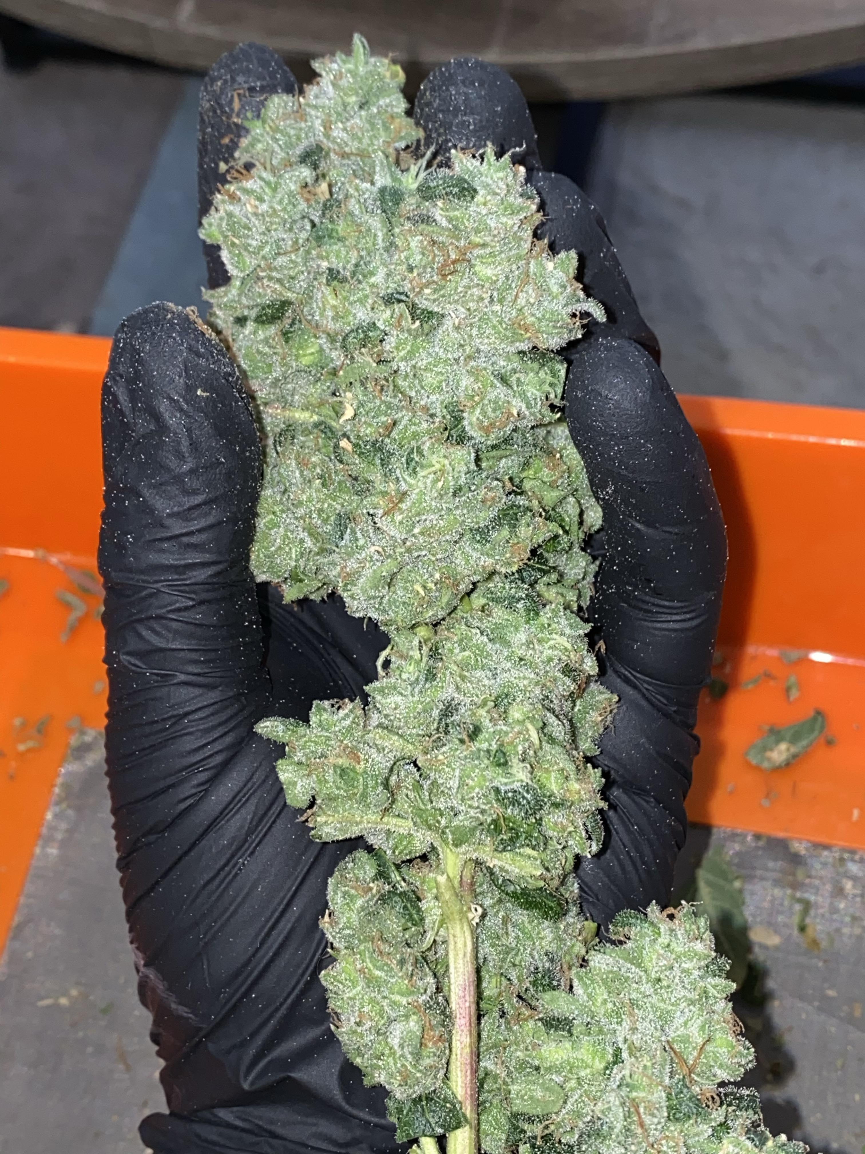 Bad Azz Kush. Chopped her down today. I’m pretty impressed for a